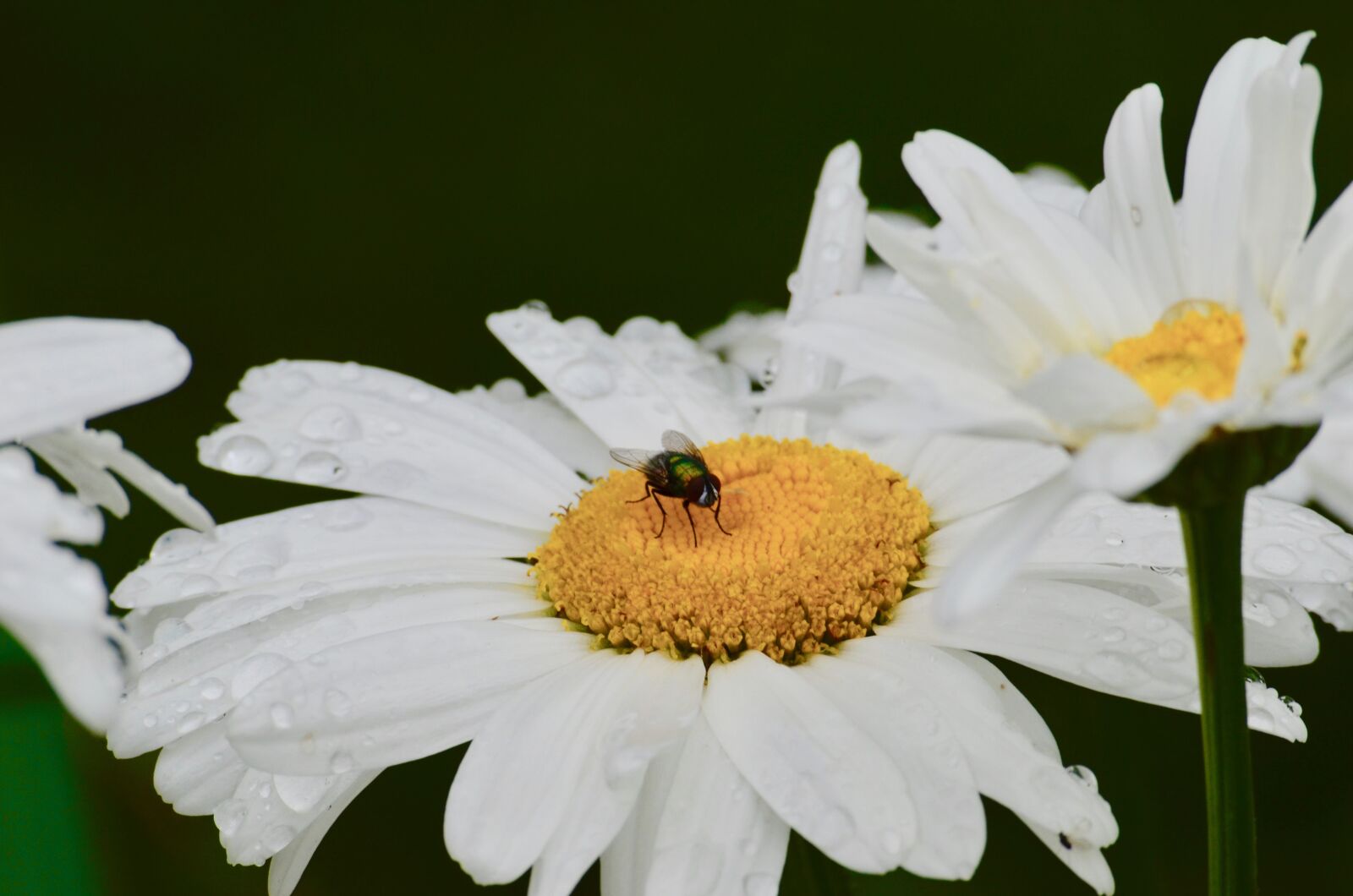 Nikon D5100 sample photo. Fly, insect, daisies photography