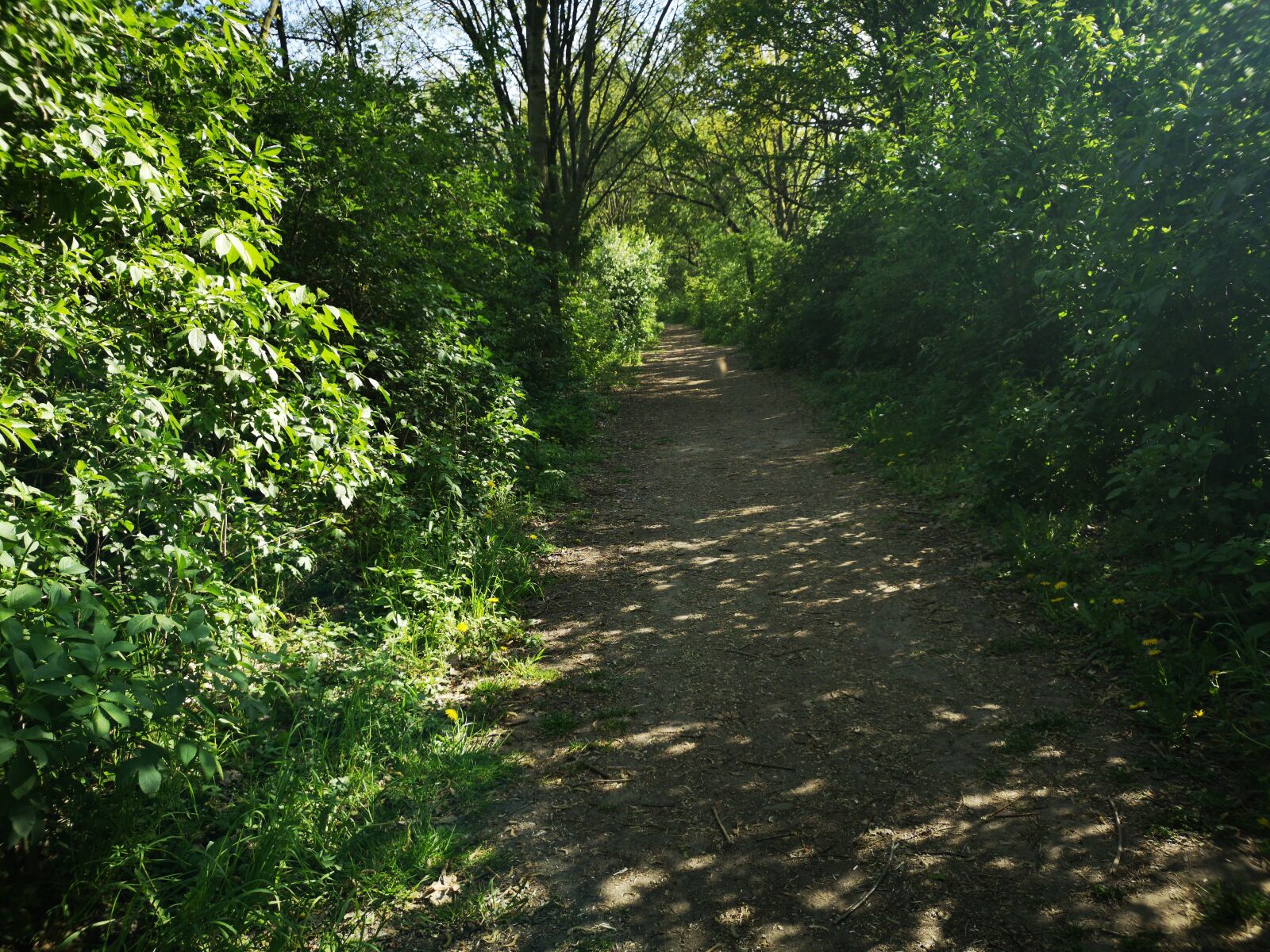 HUAWEI CLT-L29 sample photo. Forest, sun, landscape photography