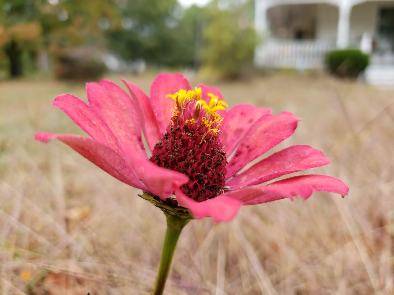 Samsung Galaxy S9 sample photo. Zinnia, flower, pink photography