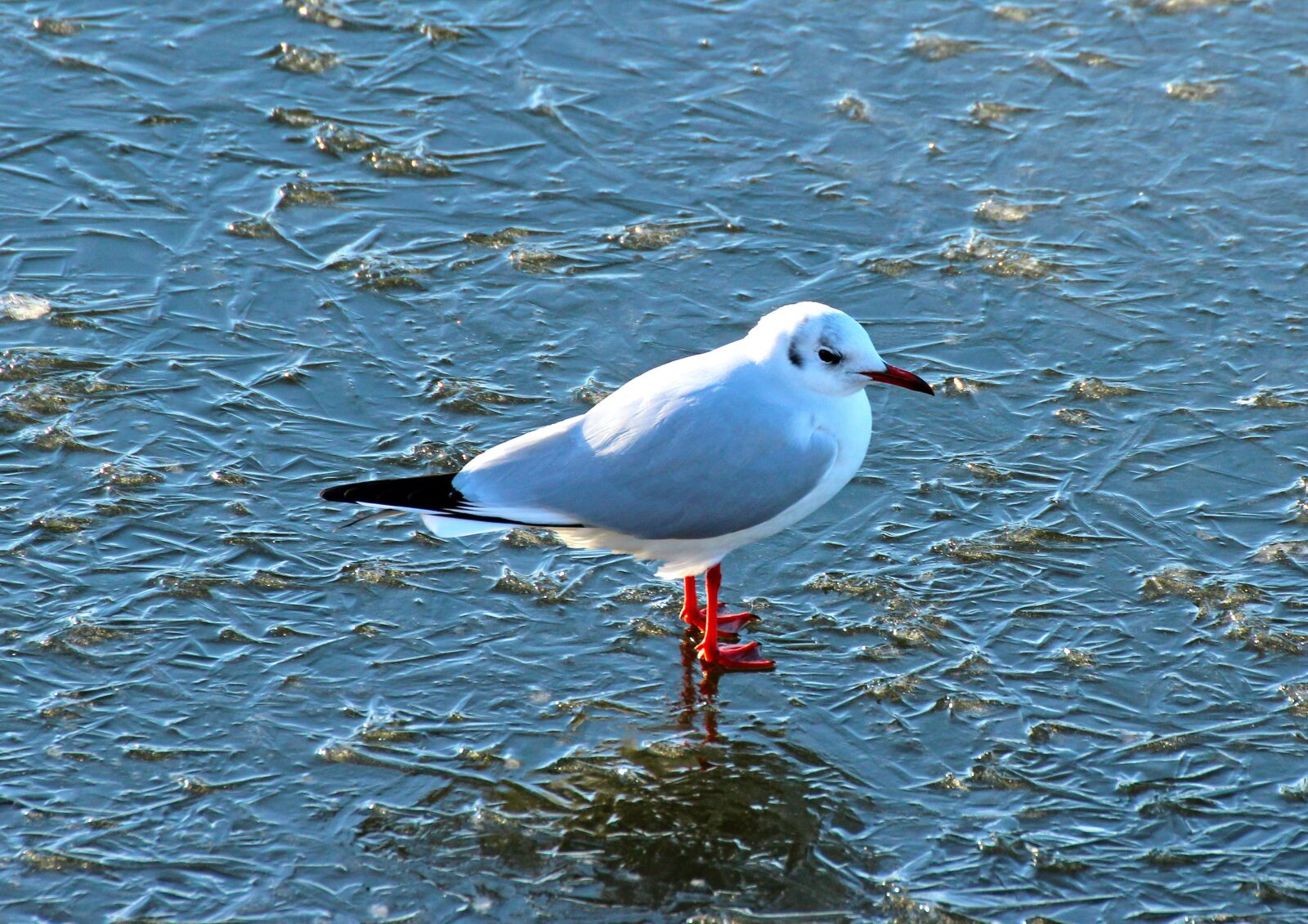 Canon EOS 600D (Rebel EOS T3i / EOS Kiss X5) sample photo. Nature, winter, birds photography