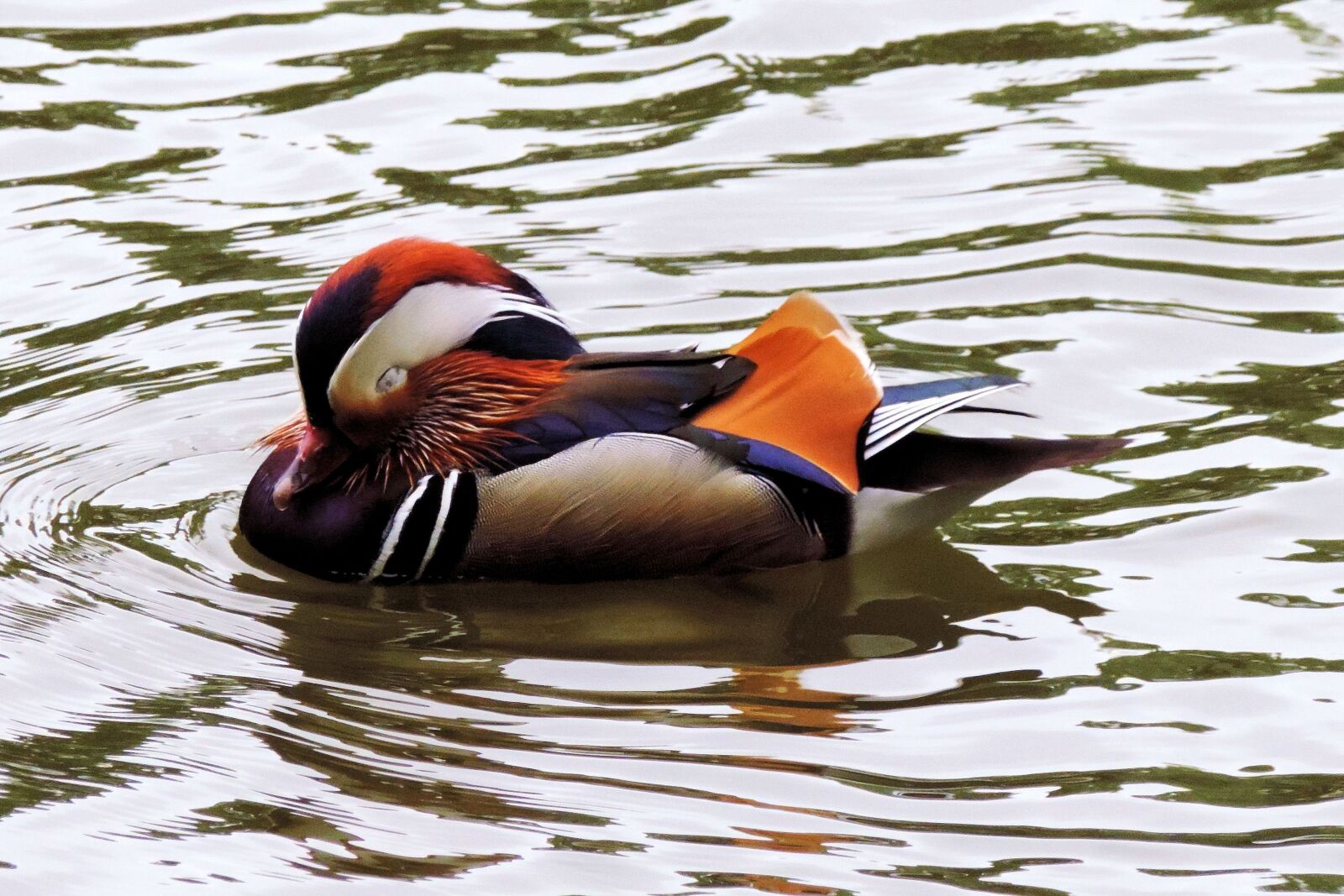 Nikon Coolpix P520 sample photo. Mandarin ducks, duck, water photography
