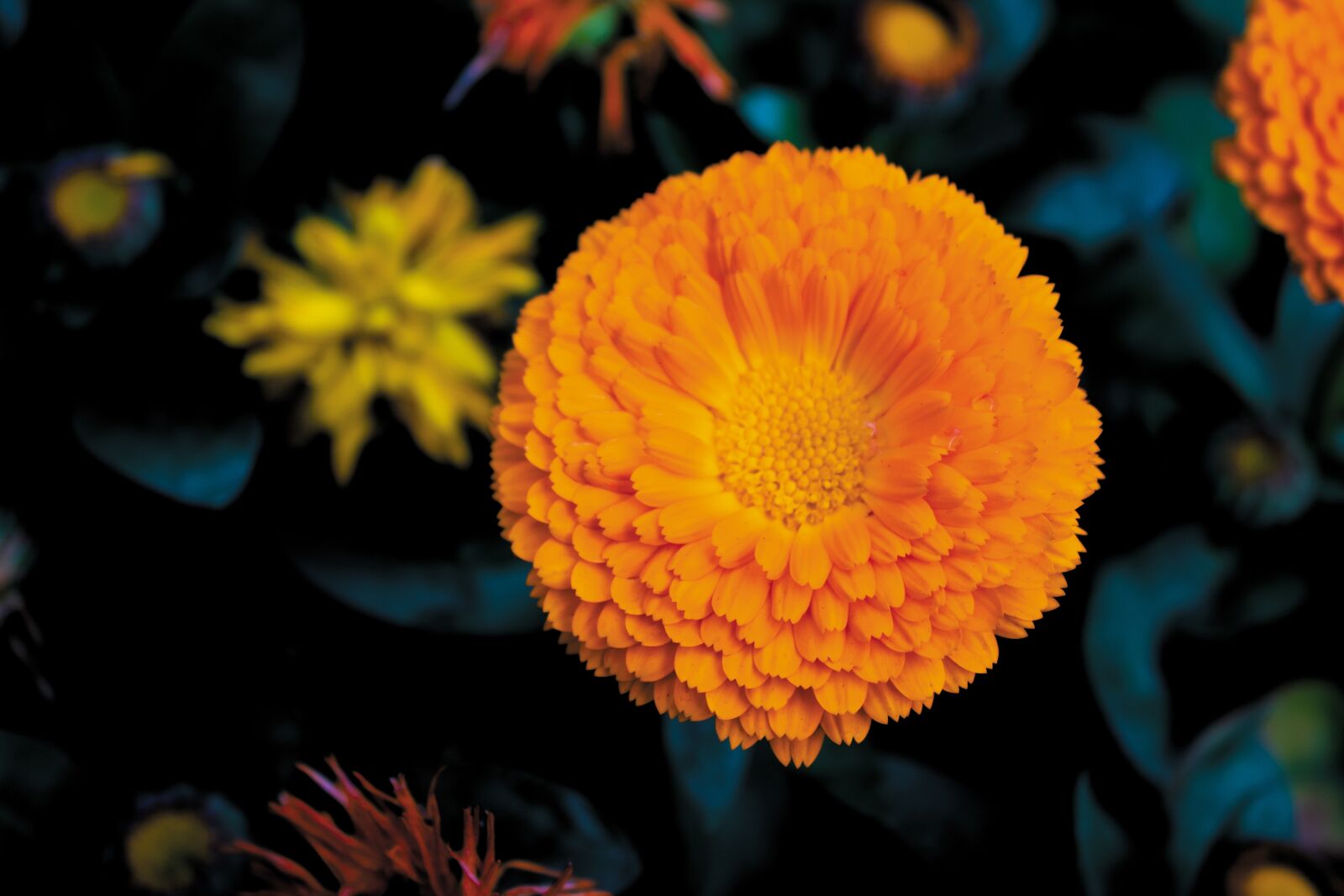 Canon EOS 1300D (EOS Rebel T6 / EOS Kiss X80) sample photo. Marigold, yellow, flower photography