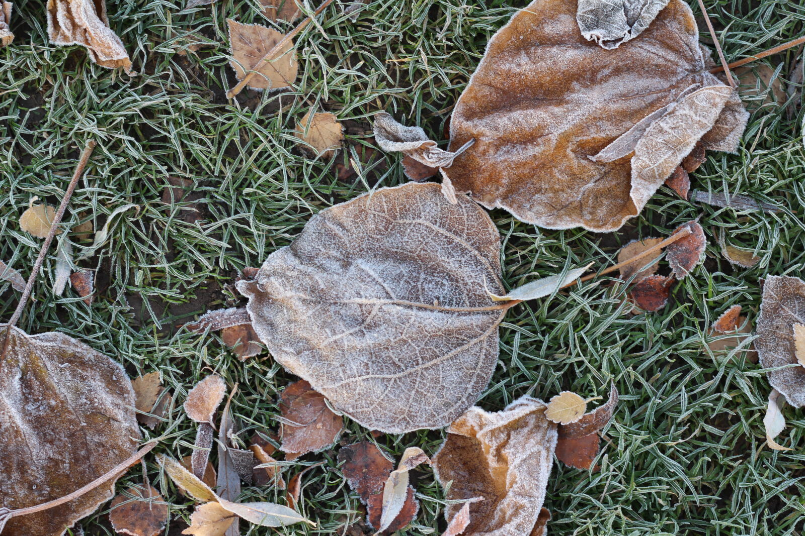 Canon EOS 650D (EOS Rebel T4i / EOS Kiss X6i) + Canon EF 50mm F1.8 STM sample photo. Autumn, leaf, garden, nature photography