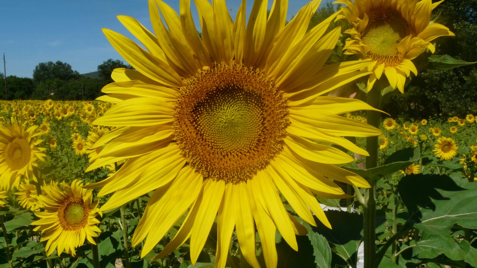 Panasonic DMC-FZ18 sample photo. Sunflower, holiday, flower photography