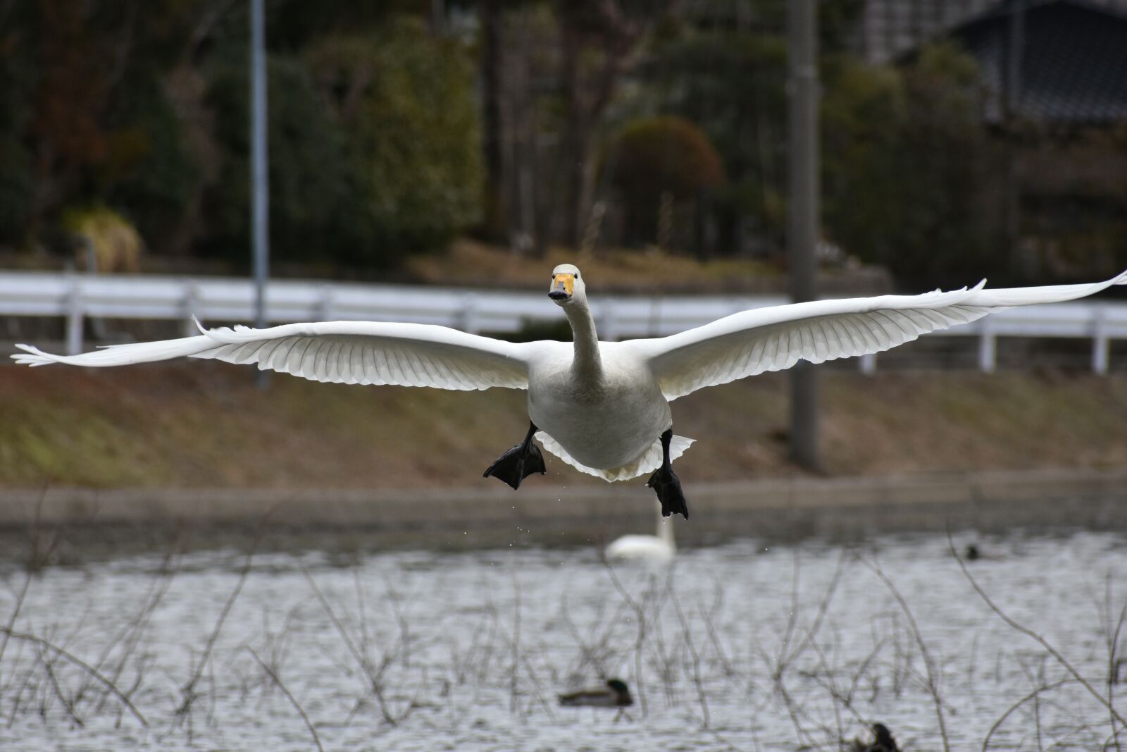 Nikon D7200 sample photo. Animal, lake, waterside photography