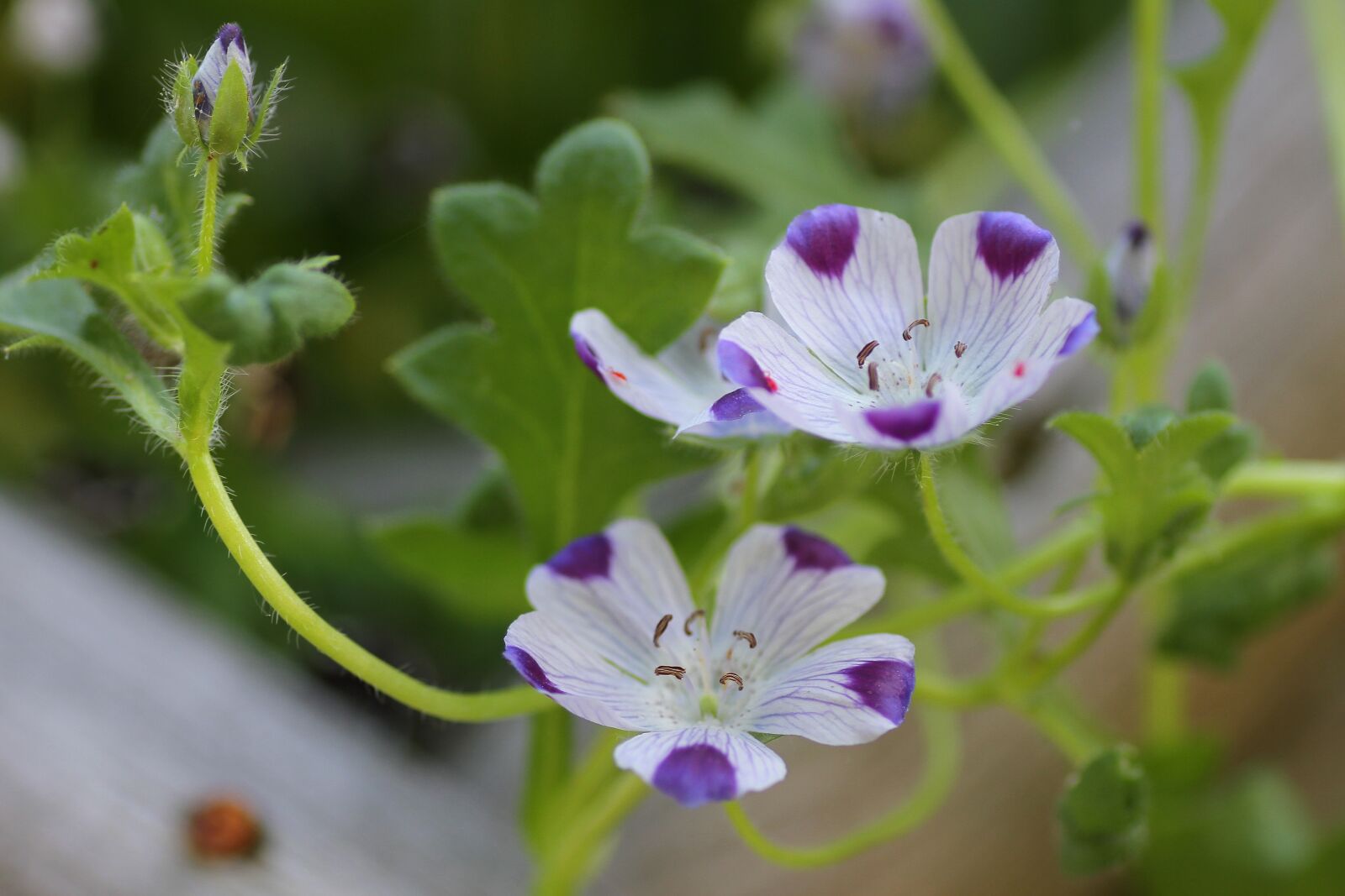 Canon EOS 7D sample photo. Blossom, bloom, geranium photography