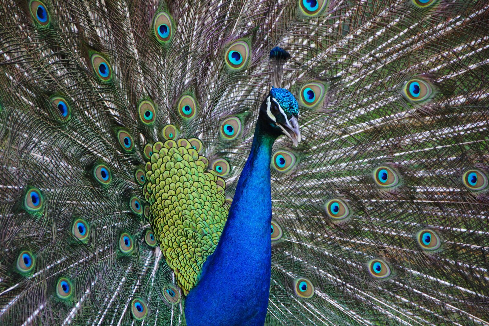 Canon EOS 60D sample photo. Peacock, bird, animal photography