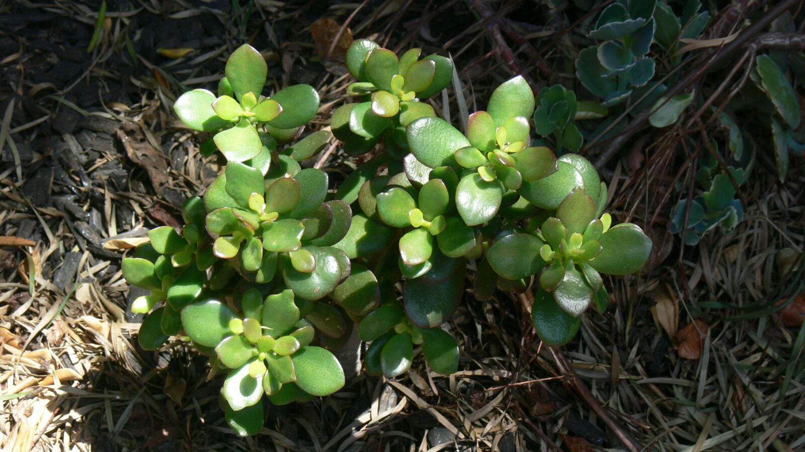 Panasonic DMC-FZ30 sample photo. Jade, succulent, green photography