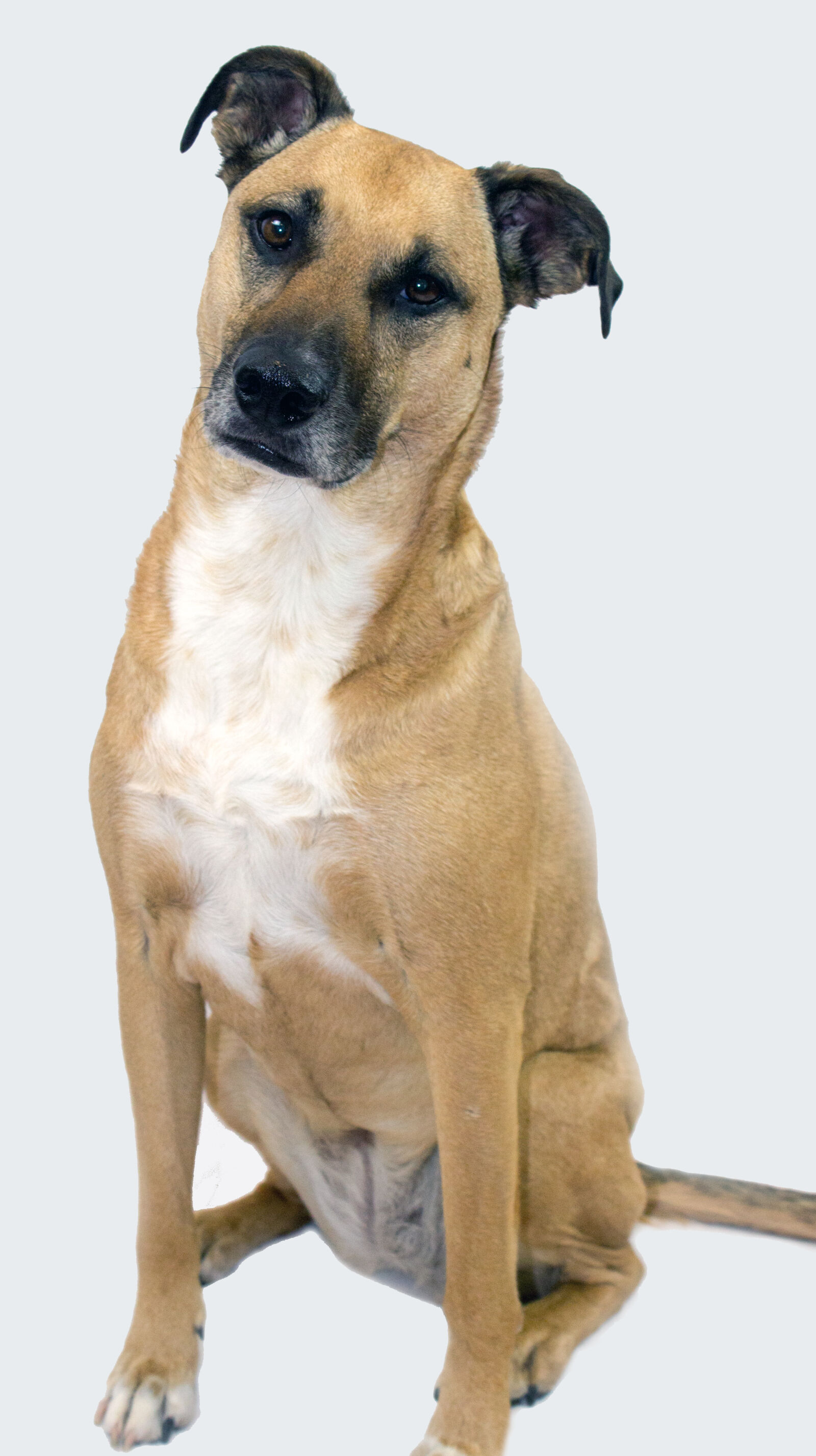 Canon EOS 1200D (EOS Rebel T5 / EOS Kiss X70 / EOS Hi) sample photo. Black, mouth, cur, dog photography