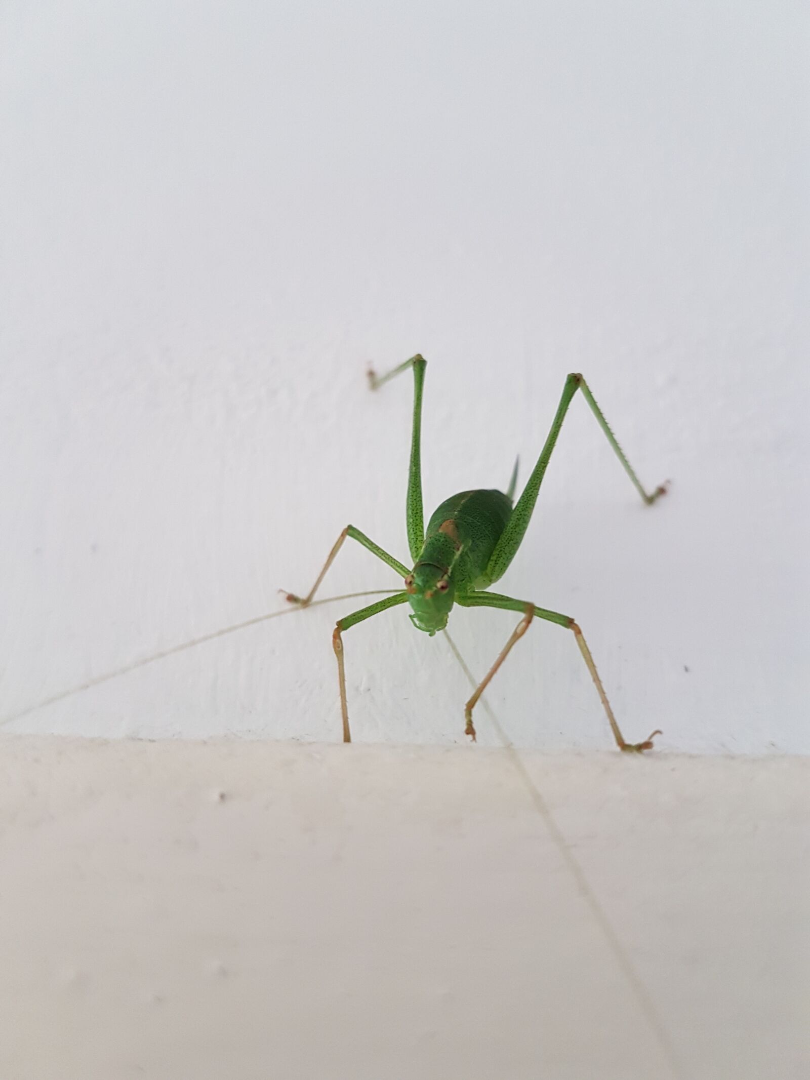 Samsung Galaxy S7 Edge sample photo. Animal, bug, pretty photography