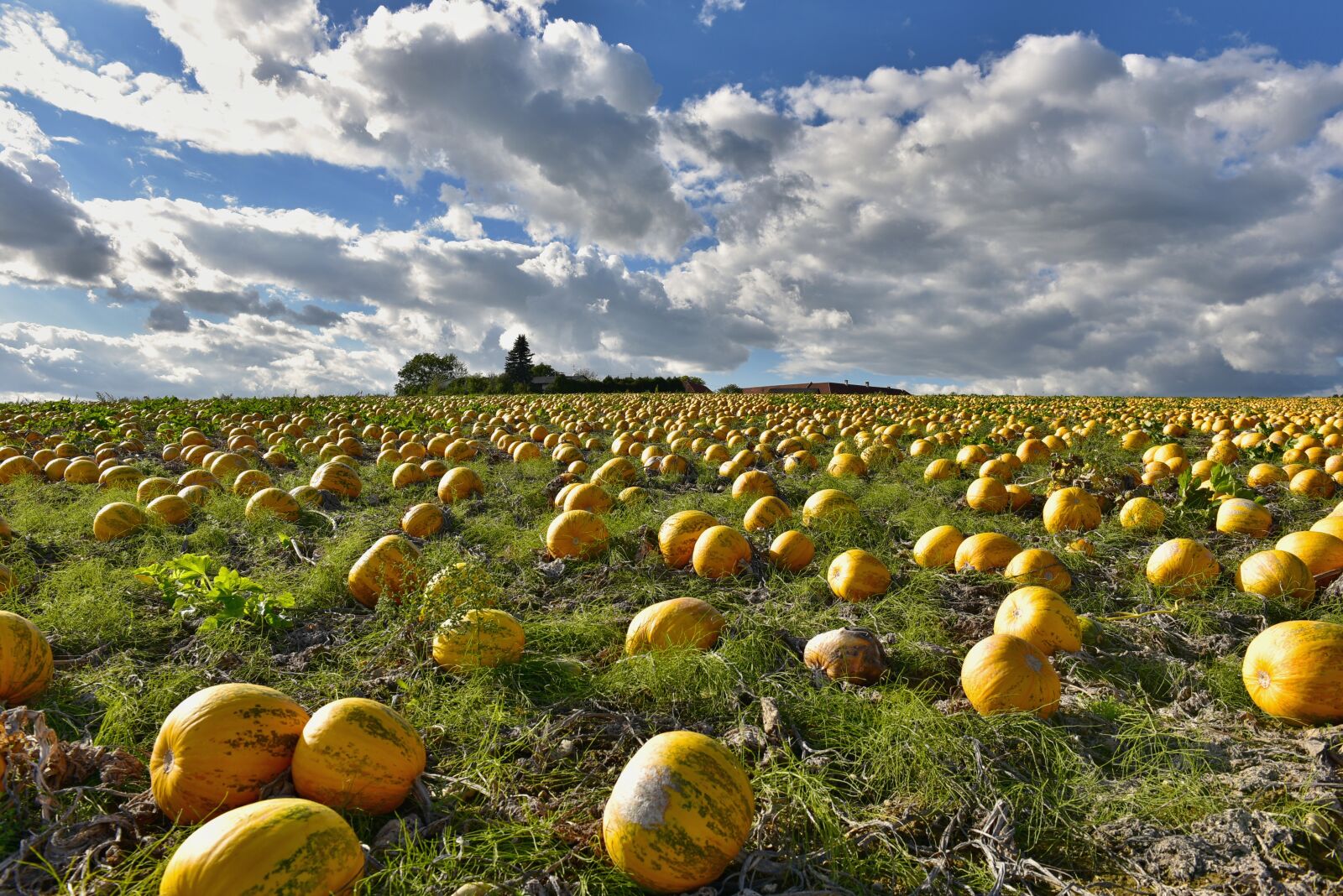 Nikon D750 sample photo. Nature, landscape, field photography