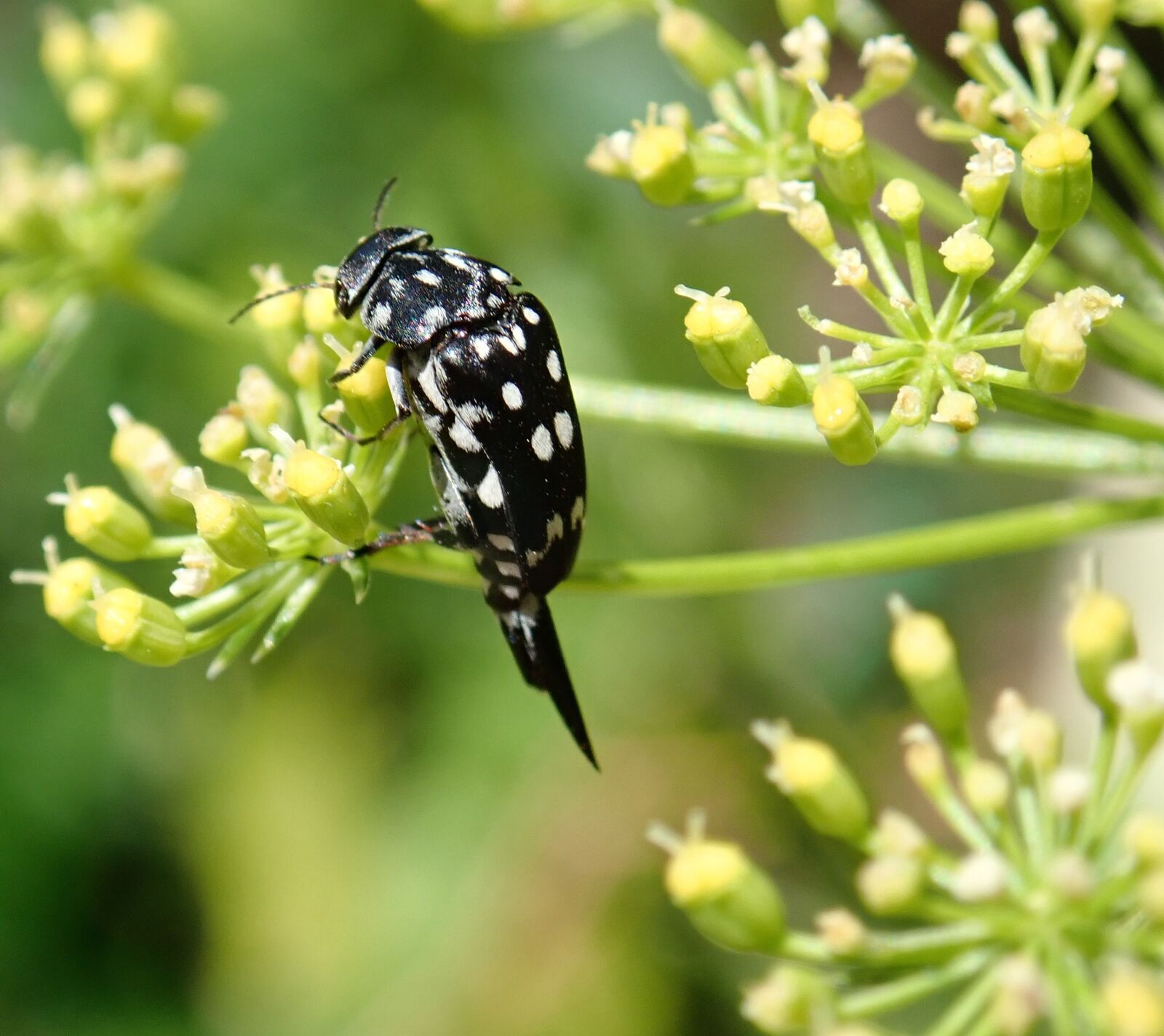 Olympus TG-5 sample photo. Insect, strange, beetle photography