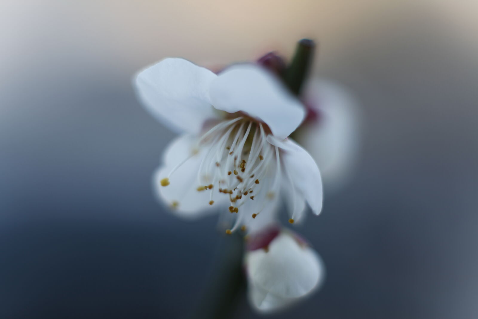 Canon EOS 5D Mark II sample photo. Beautiful, flowers, bokeh, macro photography