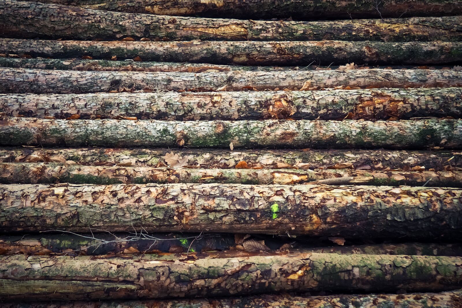 Olympus OM-D E-M10 sample photo. Tree trunks, wood, nature photography