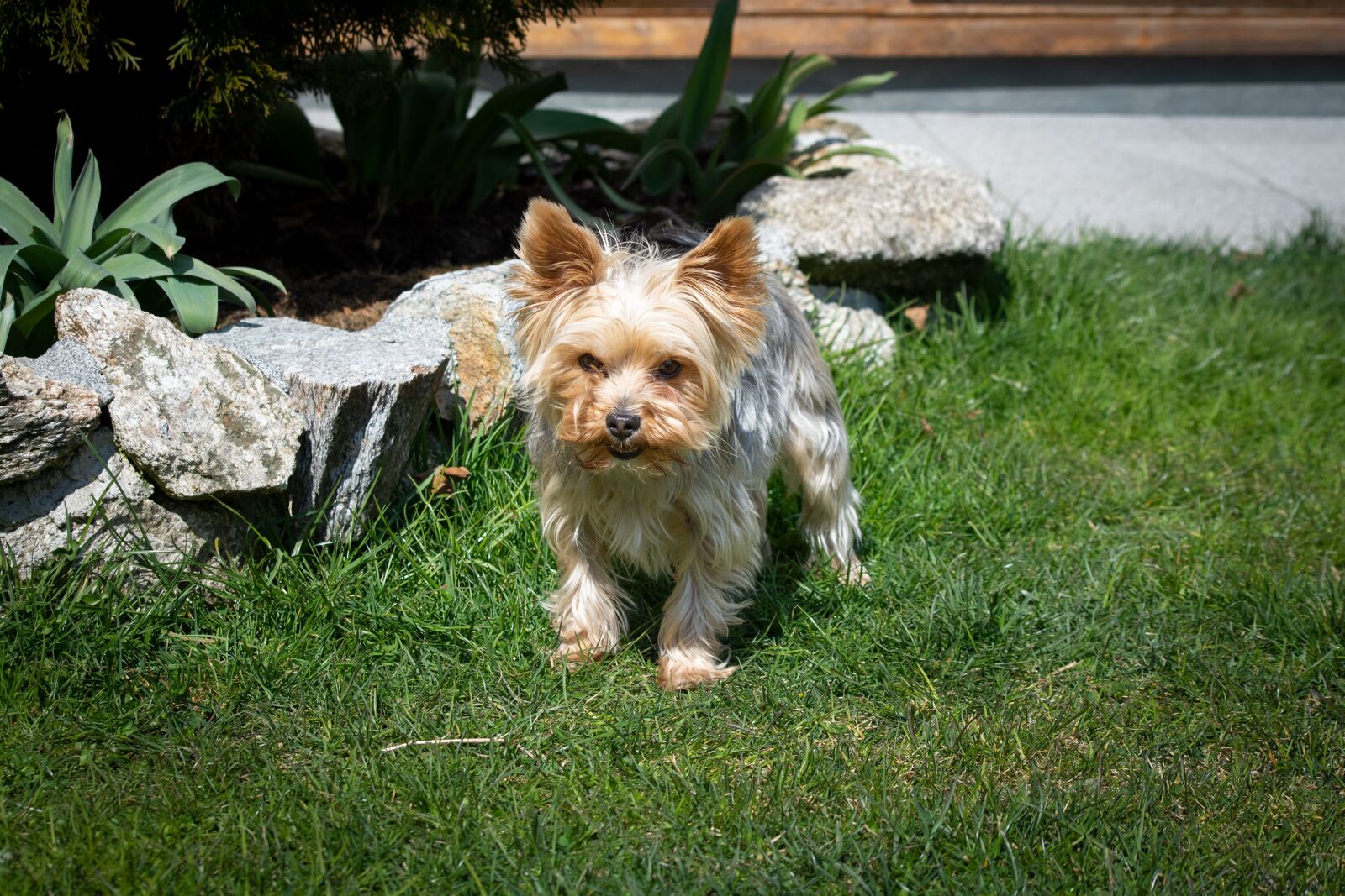 Nikon D7100 sample photo. Dog, small, yorkie photography