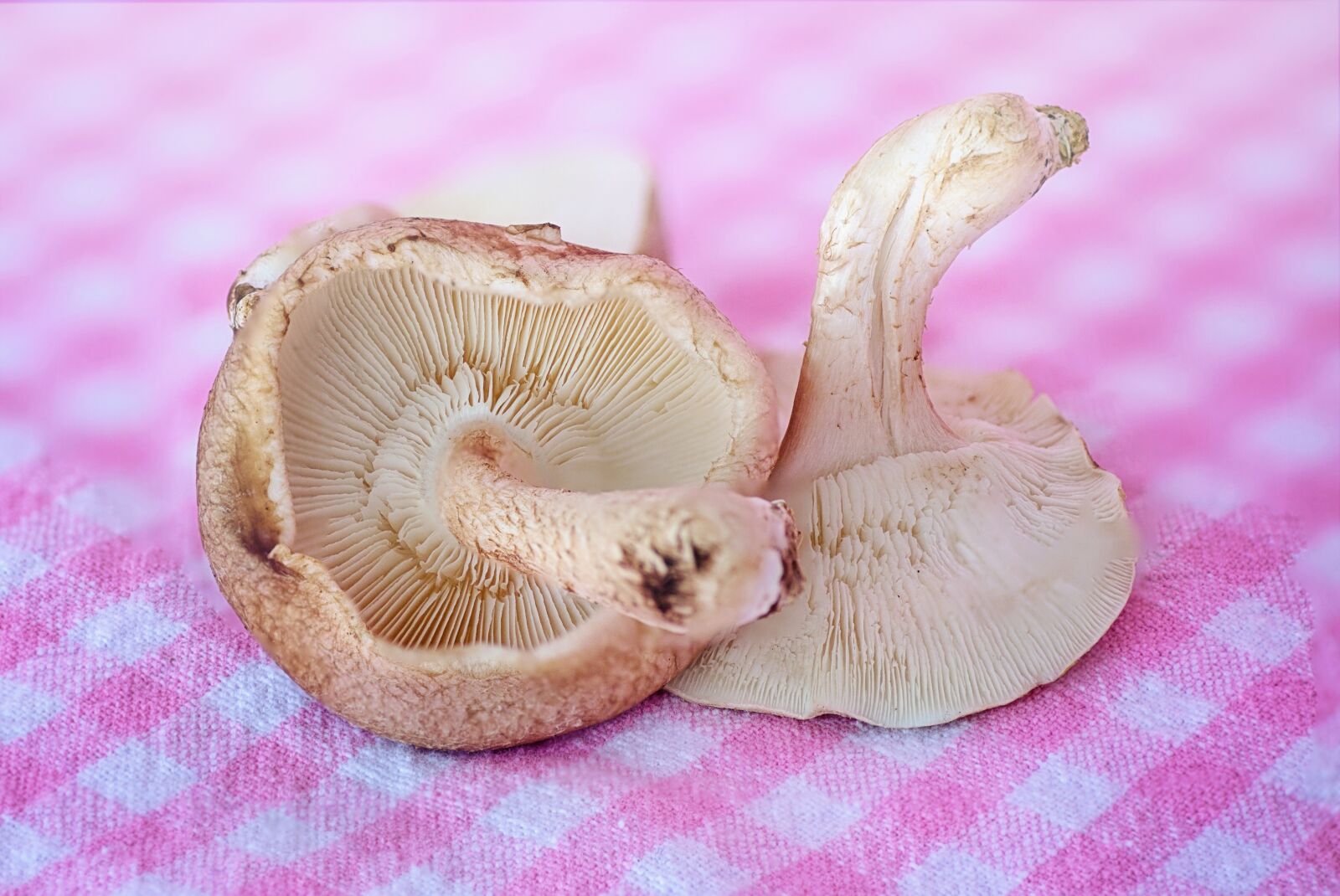 Canon EOS 5D Mark III sample photo. Mushrooms, fungus, food photography
