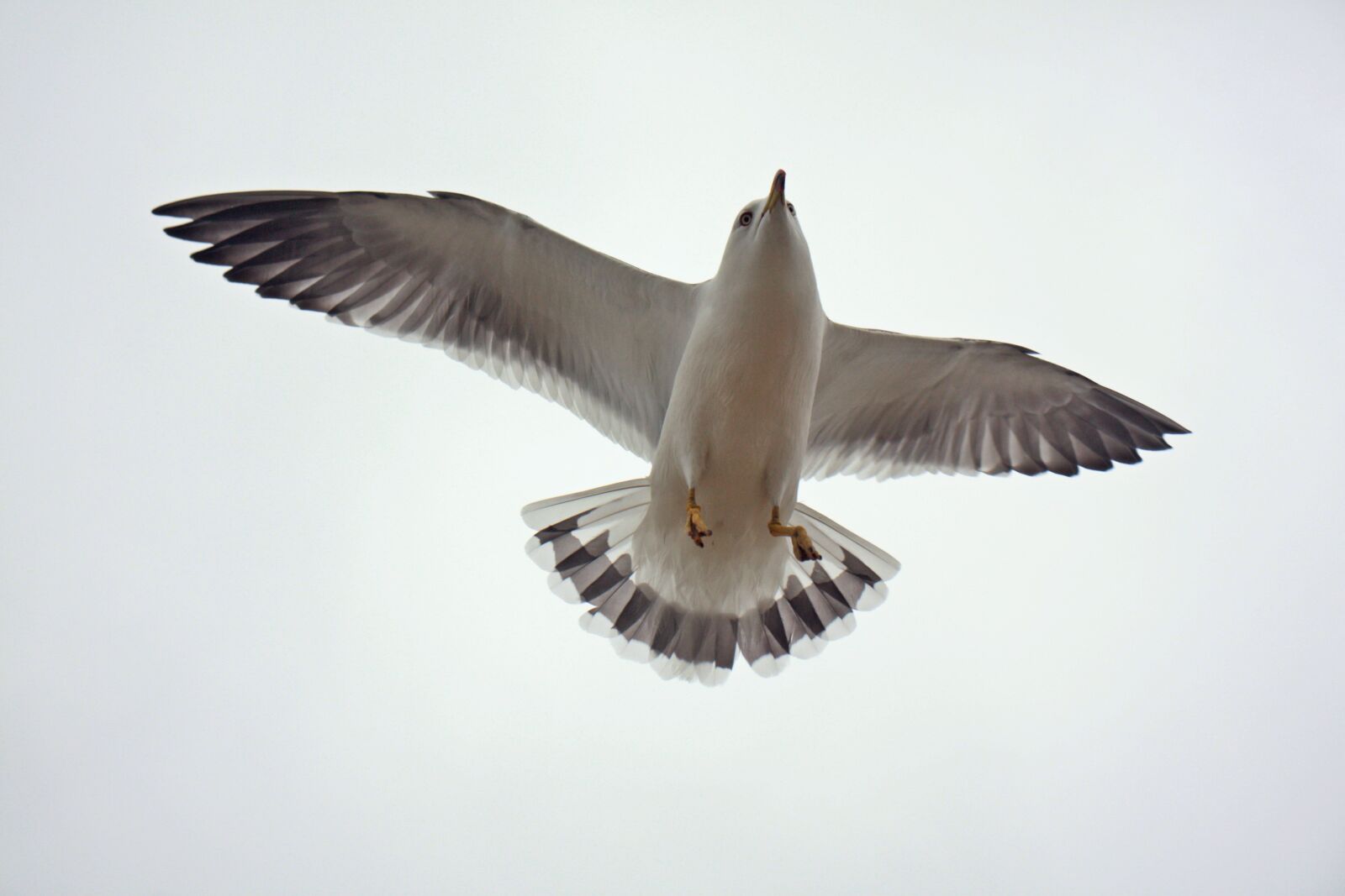 Canon EOS 450D (EOS Rebel XSi / EOS Kiss X2) sample photo. Seagull, white, new photography