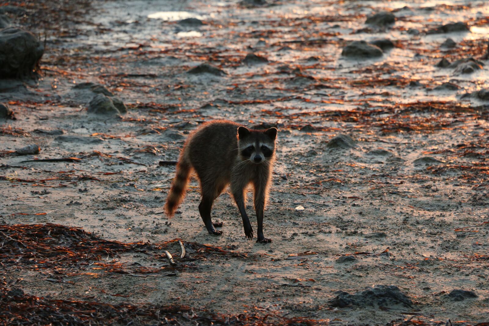 Canon EOS 70D sample photo. Raccoon, beach, wildlife photography
