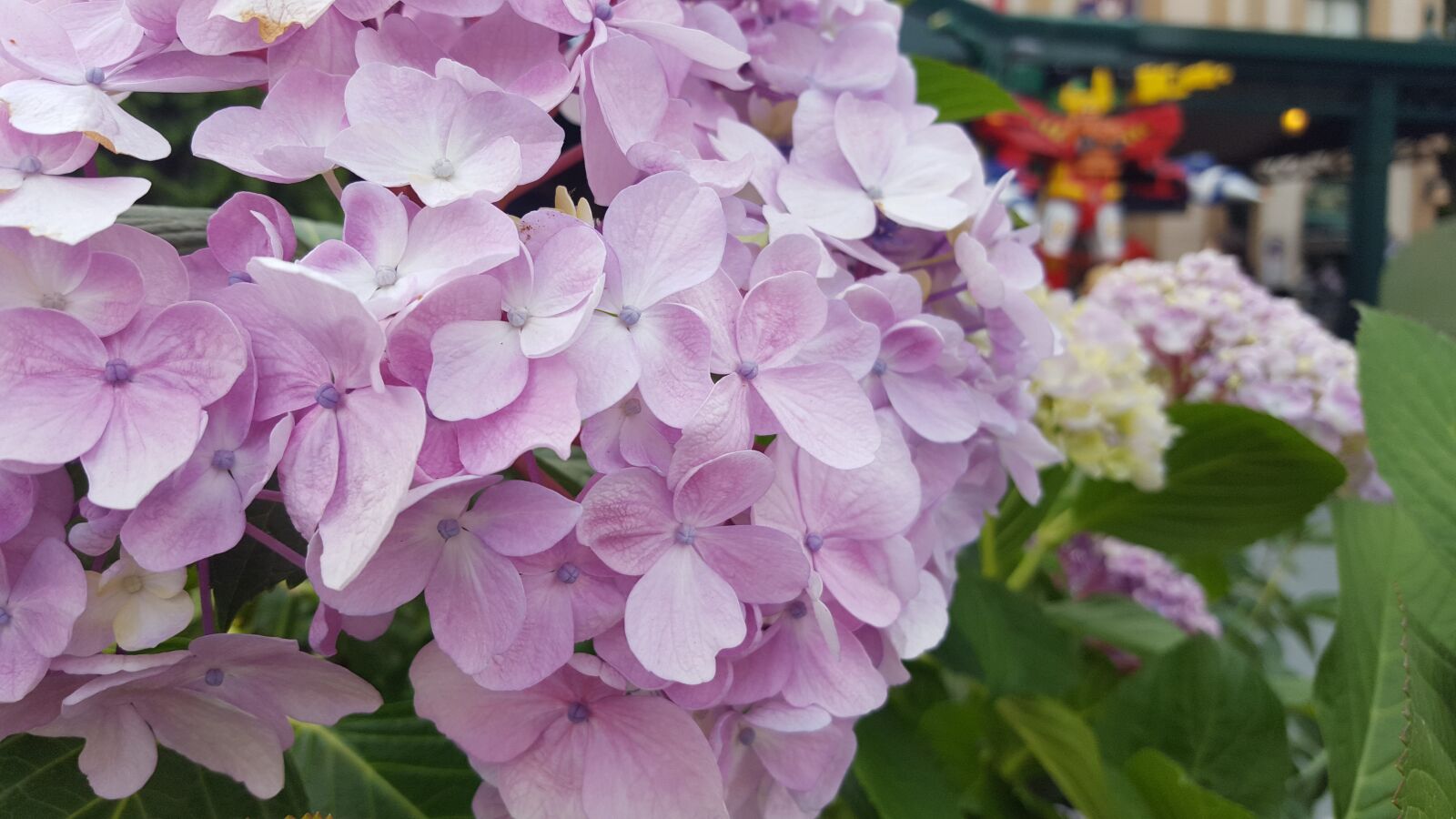 Samsung Galaxy S6 sample photo. Kogiku, summer flowers, flowers photography