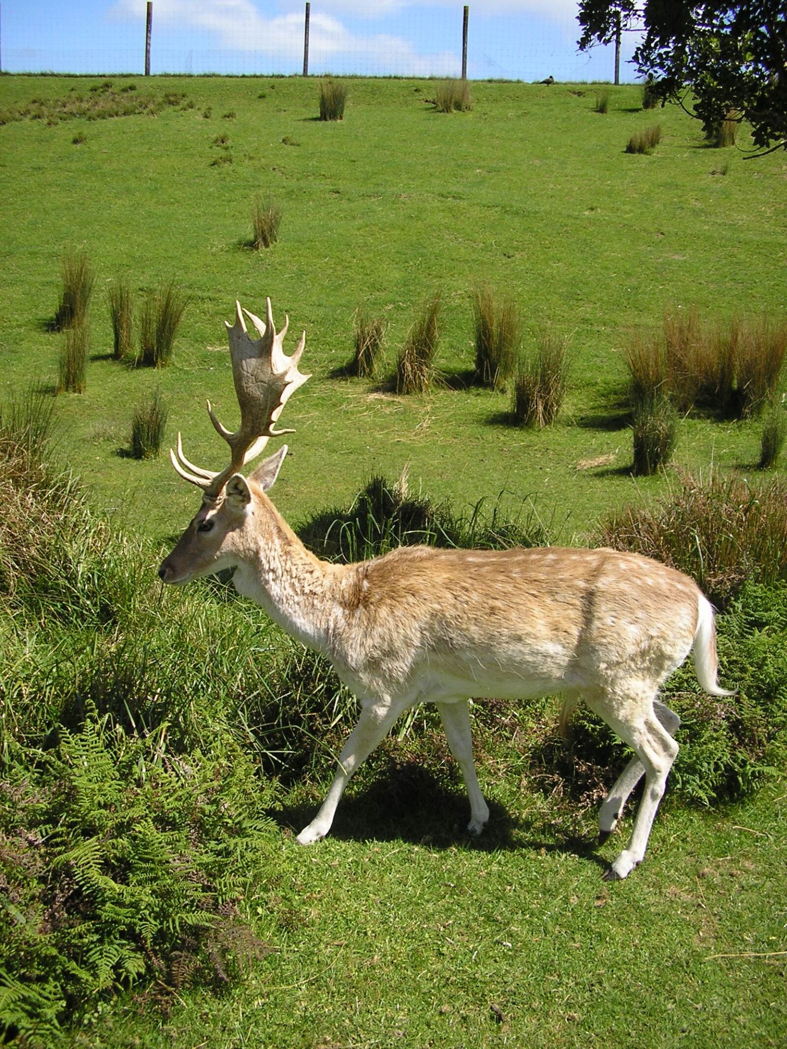 Olympus X100,D540Z,C310Z sample photo. Nature, reindeer, deer photography