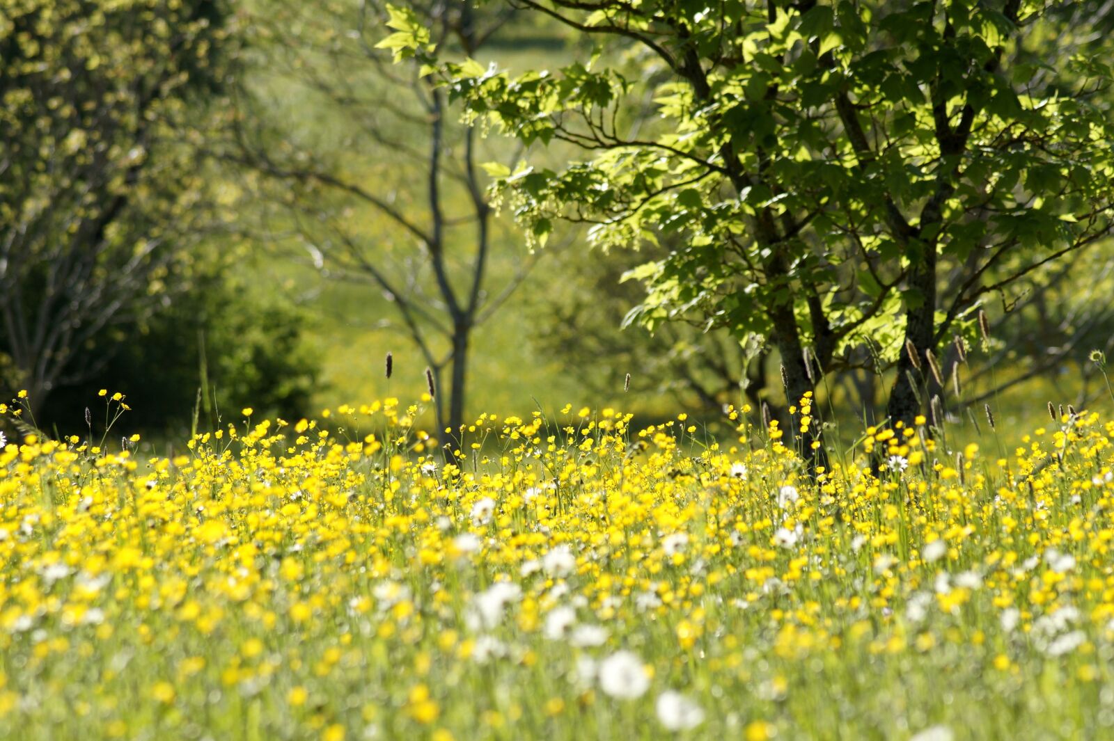 Sony SLT-A58 sample photo. Meadow, dandelion, buttercup photography
