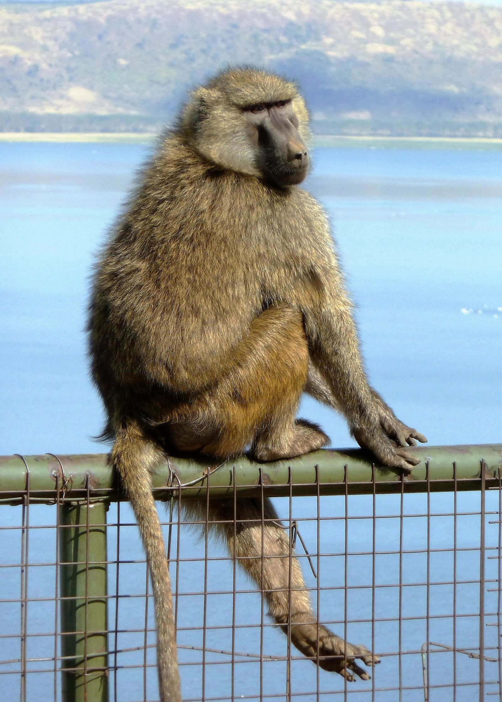 Panasonic Lumix DMC-ZS5 (Lumix DMC-TZ8) sample photo. Mammal, monkey, balance photography