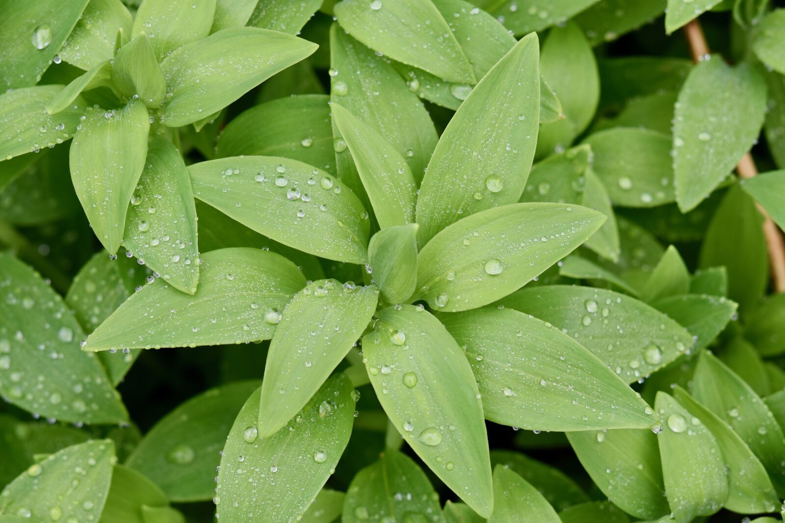 Nikon D5600 sample photo. Green leaves, plants, plant photography