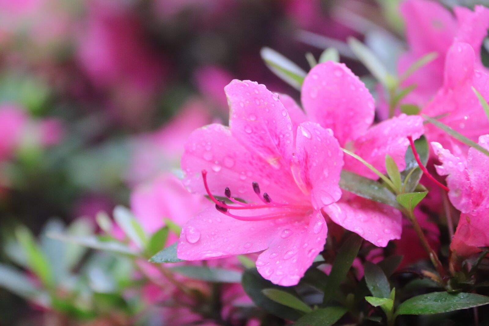Canon EOS 800D (EOS Rebel T7i / EOS Kiss X9i) sample photo. Spring, flowers, nature photography