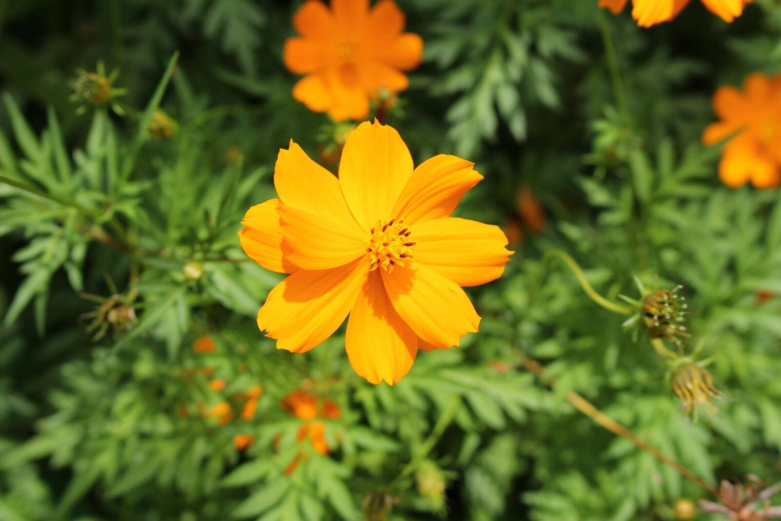 Canon EOS 700D (EOS Rebel T5i / EOS Kiss X7i) sample photo. Yellow cosmos, flower, yellow photography