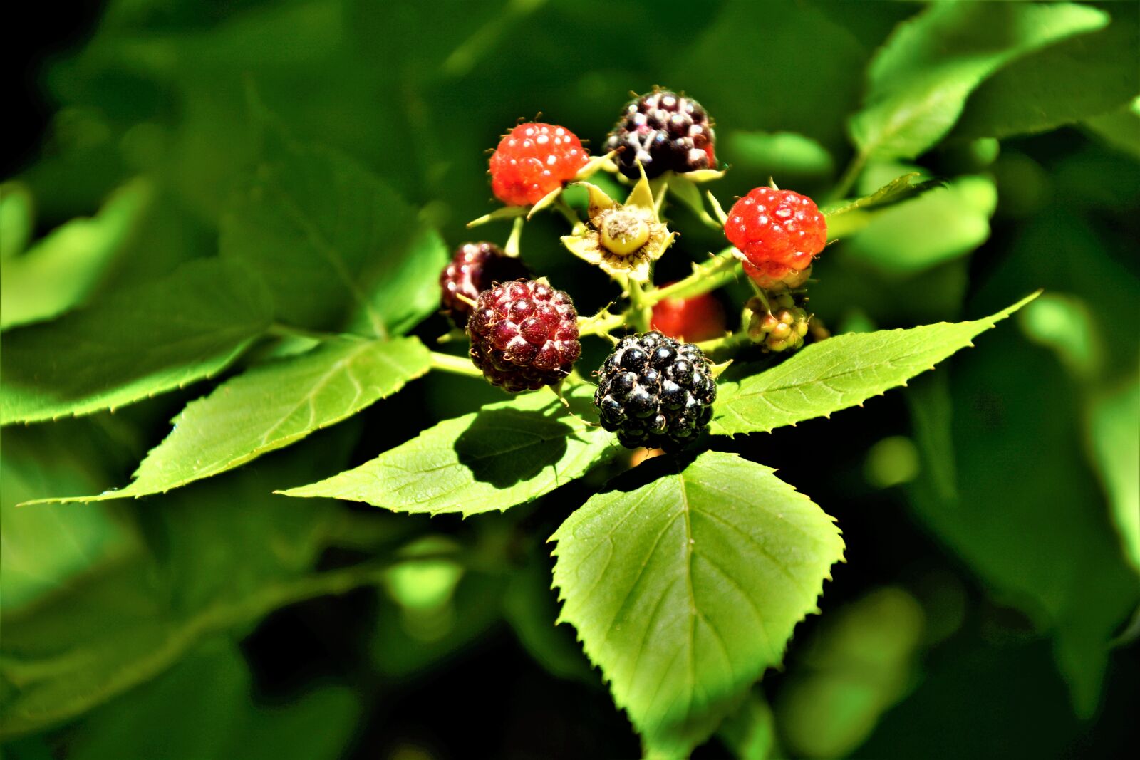 Nikon D7100 sample photo. Raspberries, colorful, growing photography