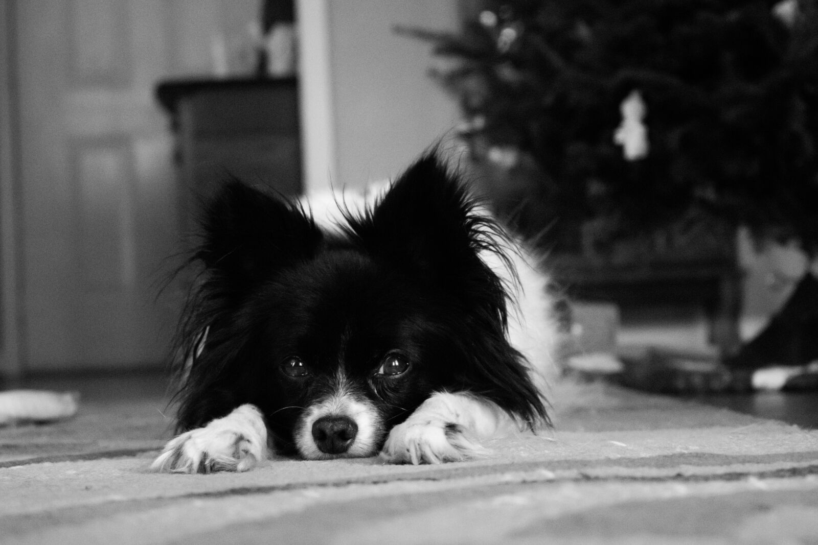 Nikon D3400 sample photo. Baby, dog, christmas, dog photography