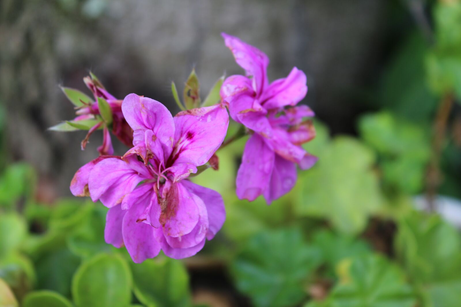 Canon EOS 1200D (EOS Rebel T5 / EOS Kiss X70 / EOS Hi) sample photo. Lilac, purple, flower photography