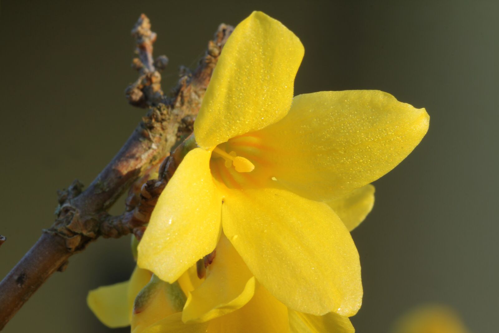 Canon EOS 60D sample photo. Forsythia, spring, blossom photography