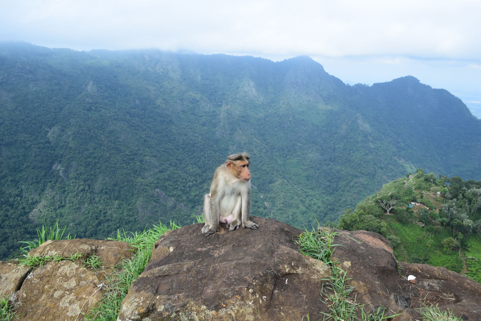 Nikon D3300 sample photo. Monkey, ooty, india photography