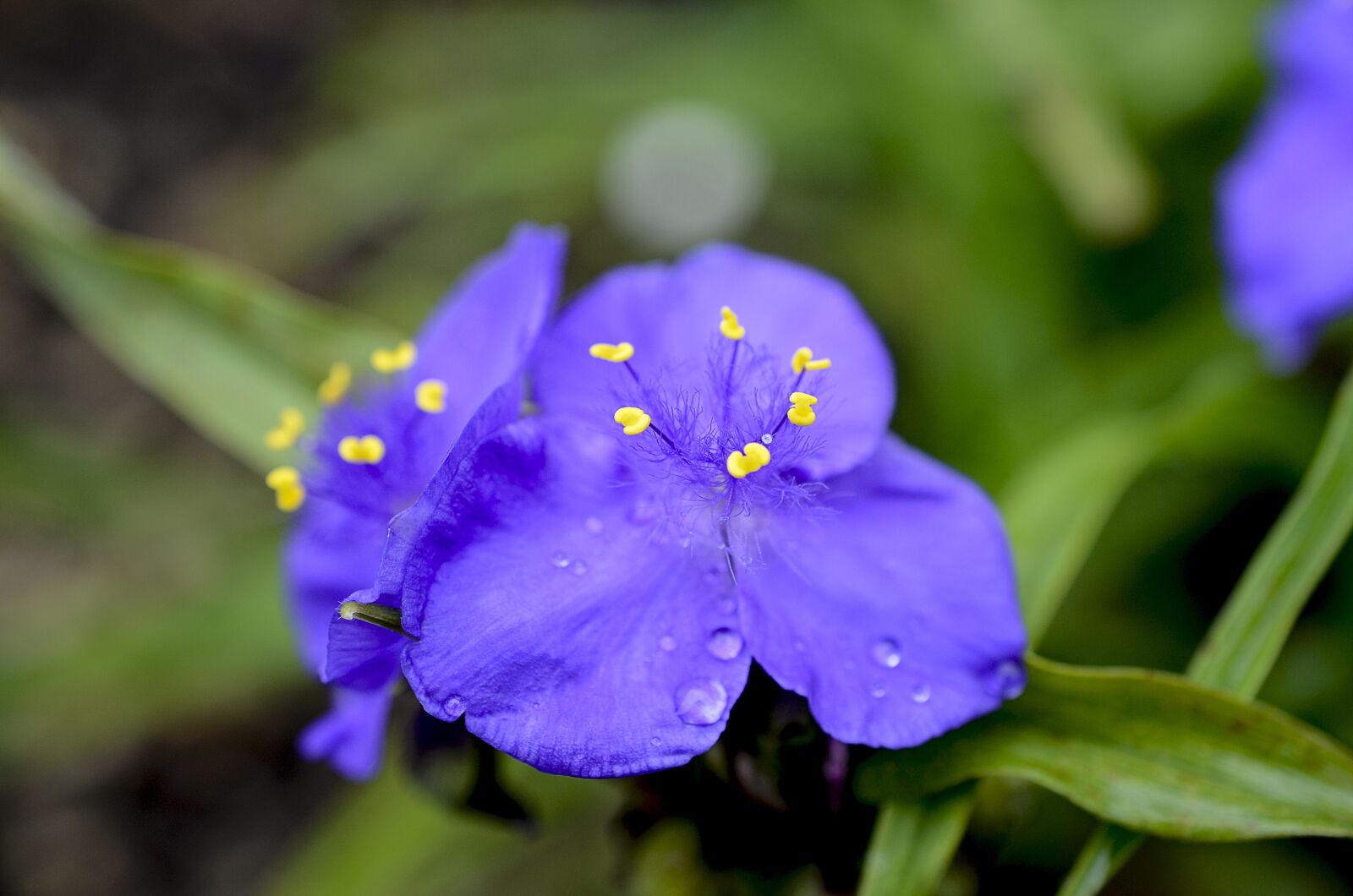 Nikon D7000 sample photo. Flower, purple, blue photography