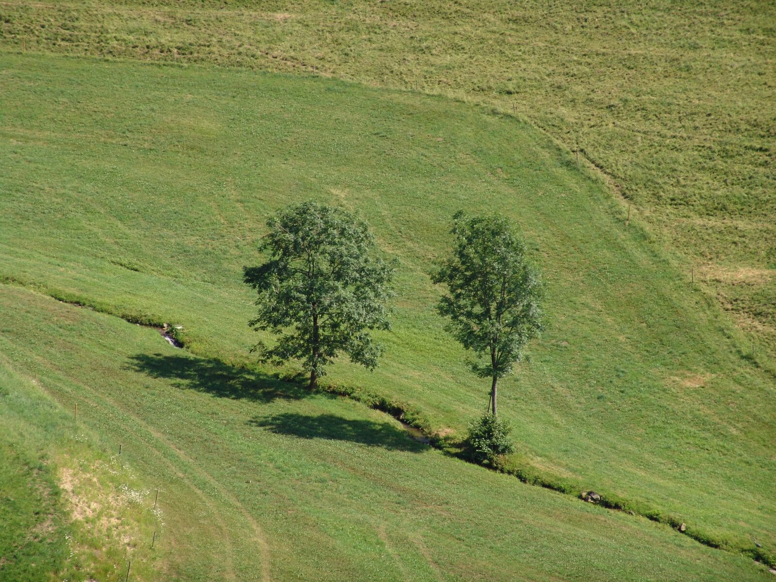 Sony DSC-F828 sample photo. Landscape, tree, meadow photography