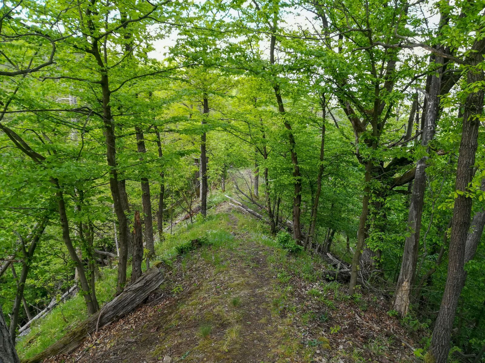 HUAWEI PRA-LX1 sample photo. Nature, forest, walkway photography