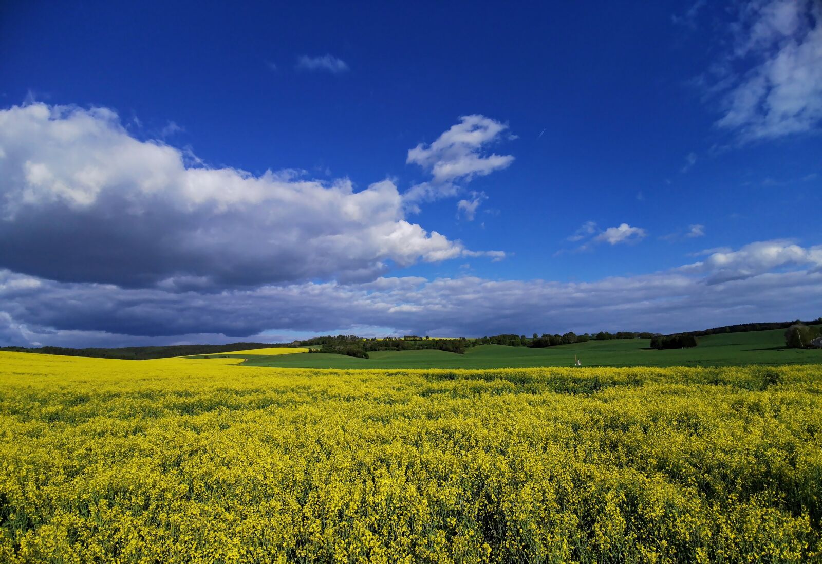 HUAWEI P30 sample photo. Landscape, oilseed rape, spacious photography