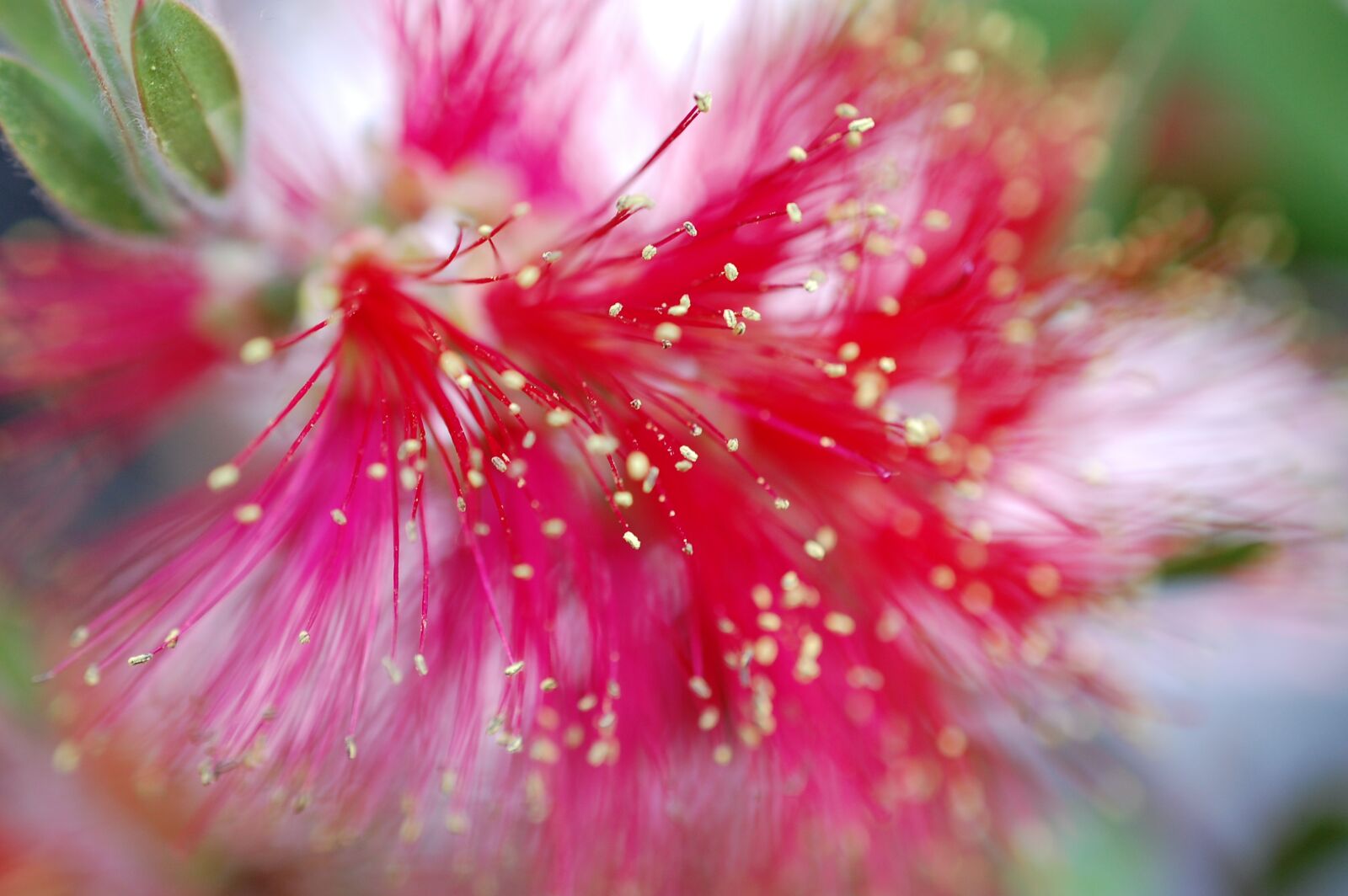 Nikon D40 sample photo. Pipecleaner, blossom, bloom photography