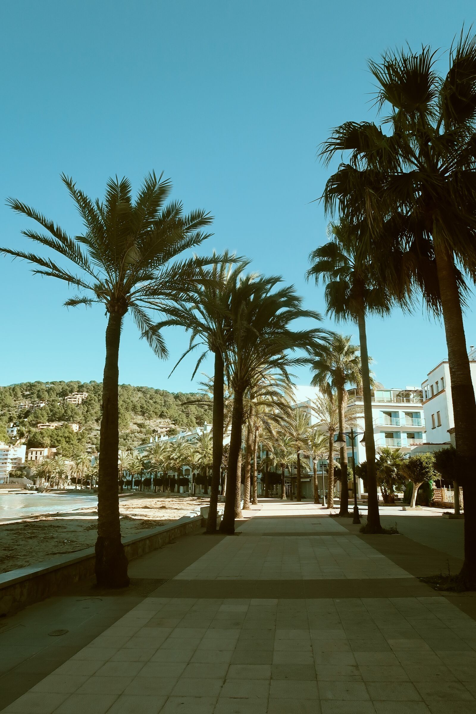 Canon PowerShot G7 X Mark II sample photo. Mallorca, palm tree of photography