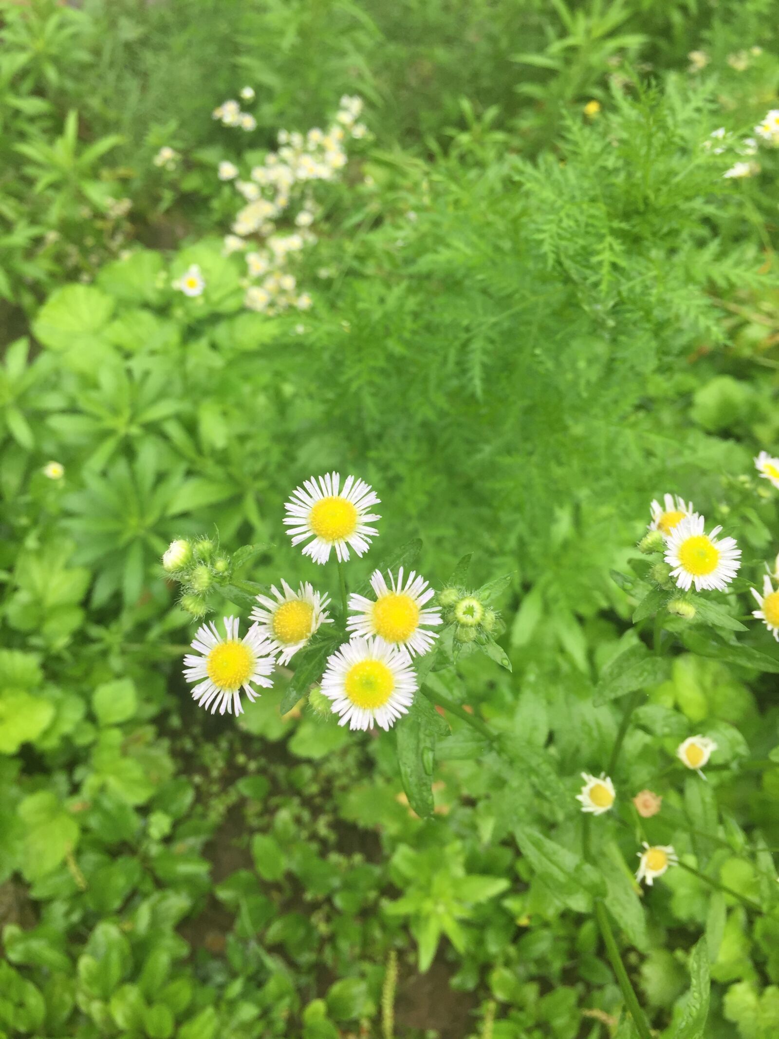 Apple iPhone 6 sample photo. Flower, plant, chrysanthemum photography