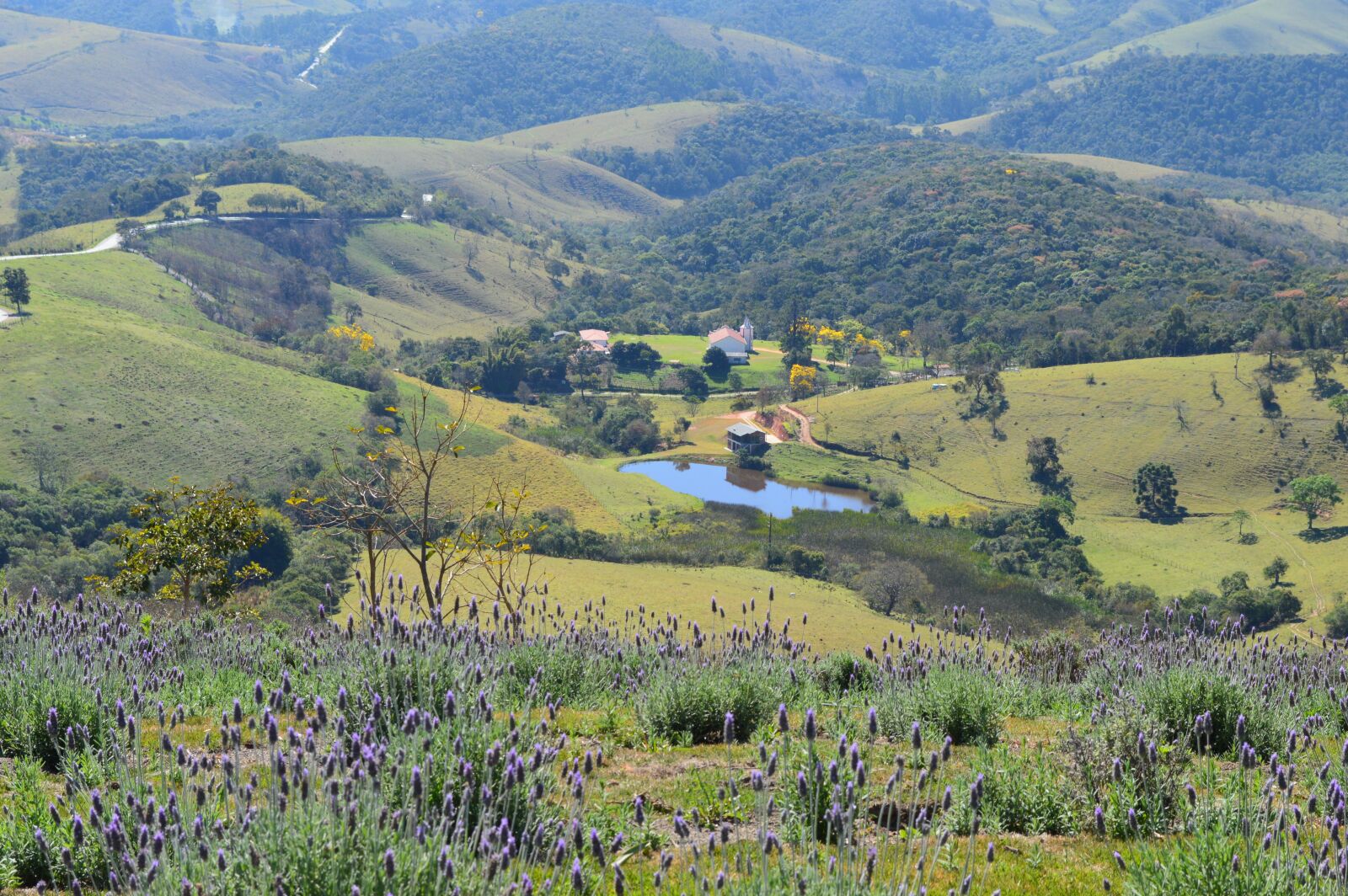Nikon D3200 sample photo. Lavender, flower lavender, the photography