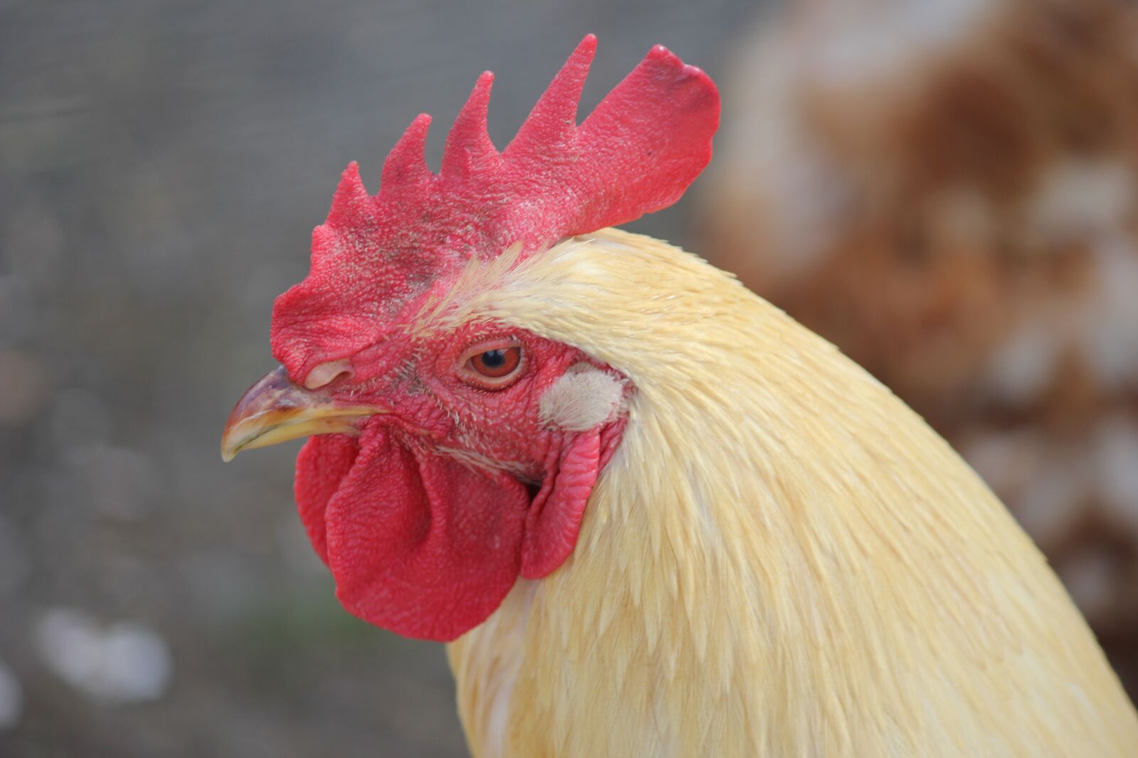 Canon EOS 550D (EOS Rebel T2i / EOS Kiss X4) sample photo. Hahn, farm, animal photography