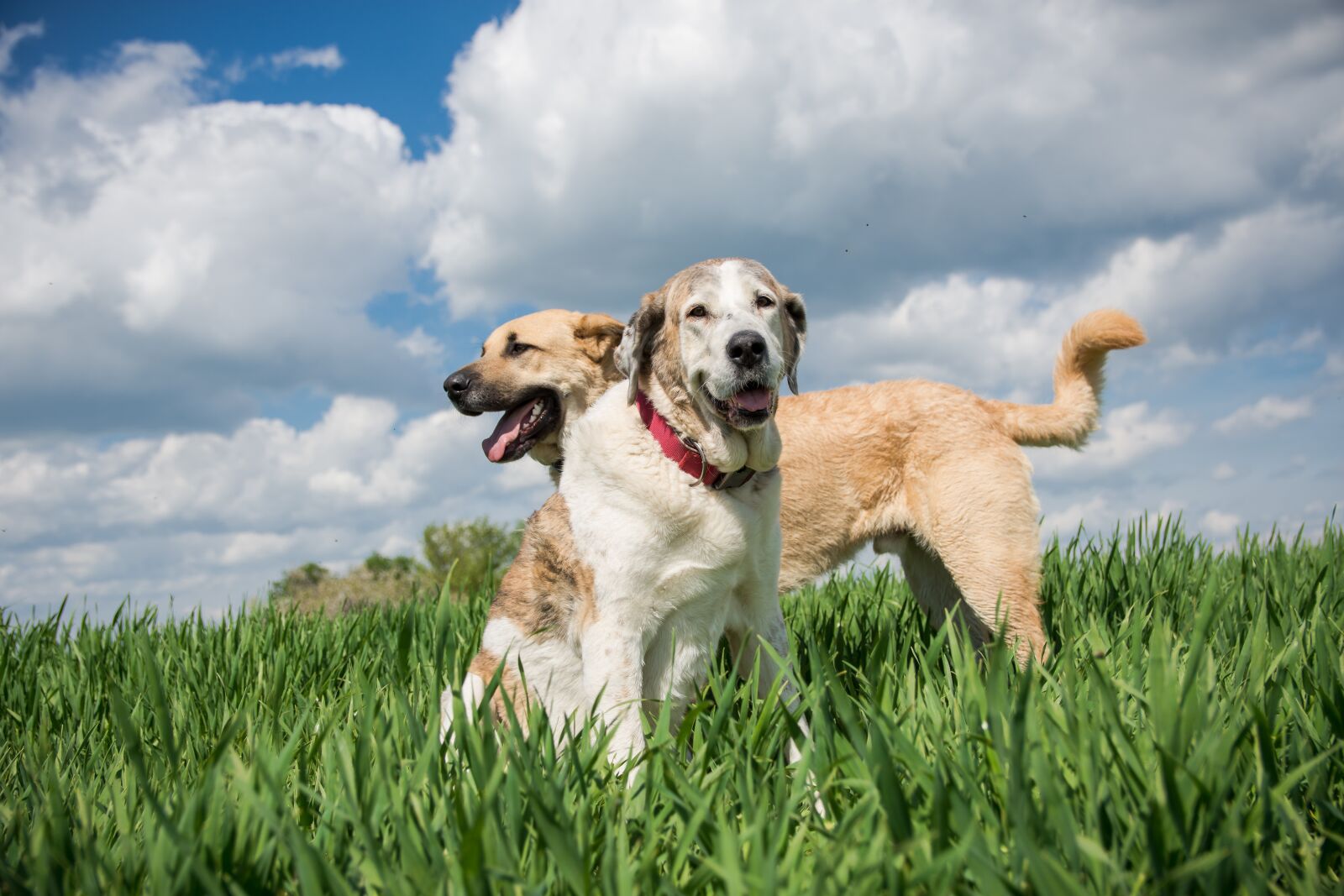 Nikon D7200 sample photo. Dog, meadow, dog portrait photography
