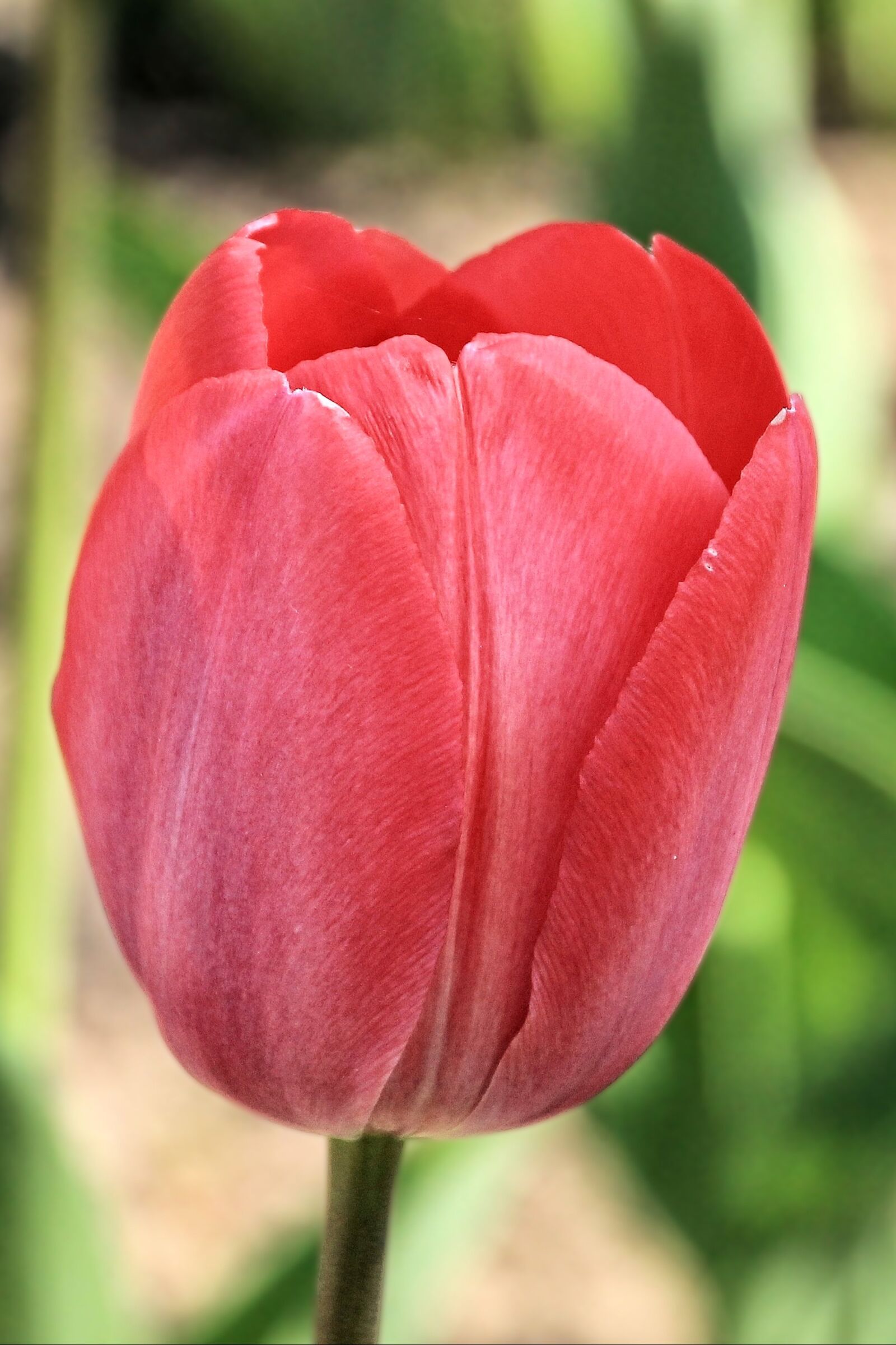 Canon EOS 1100D (EOS Rebel T3 / EOS Kiss X50) sample photo. Tulip, tulips, red photography