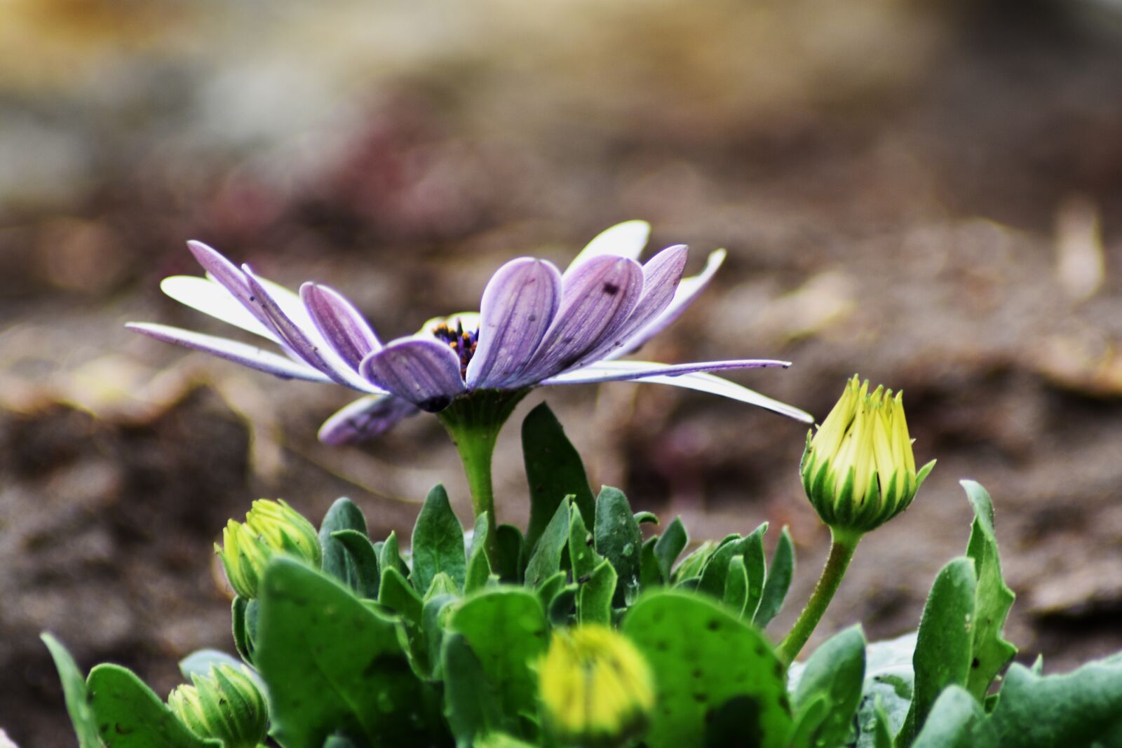 Nikon D3400 sample photo. Flower, purple, garden photography