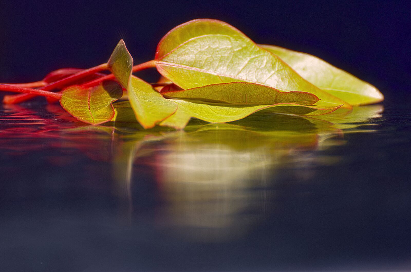 Nikon D7000 sample photo. Nature, leaf, desktop photography