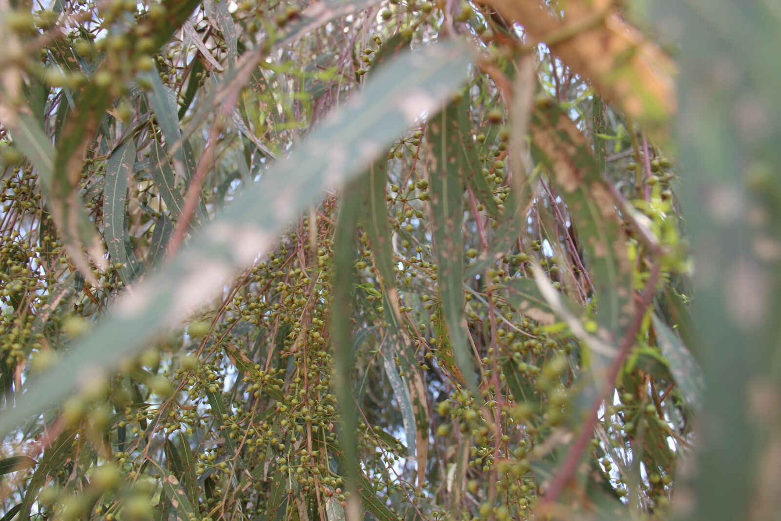 Canon EOS 600D (Rebel EOS T3i / EOS Kiss X5) sample photo. Leaf, leaves, plant photography