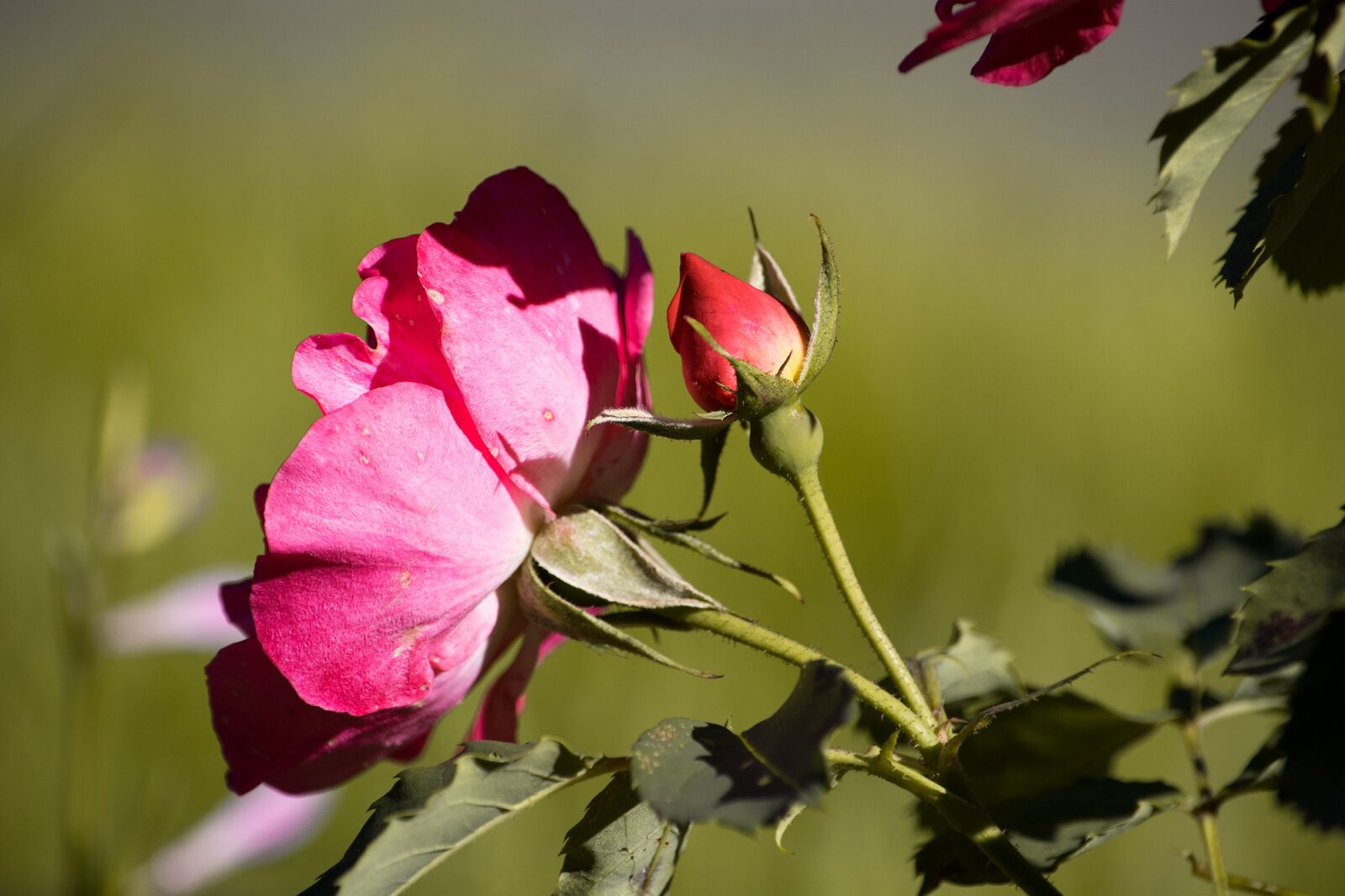 Nikon D7100 sample photo. Rose, red, red rose photography