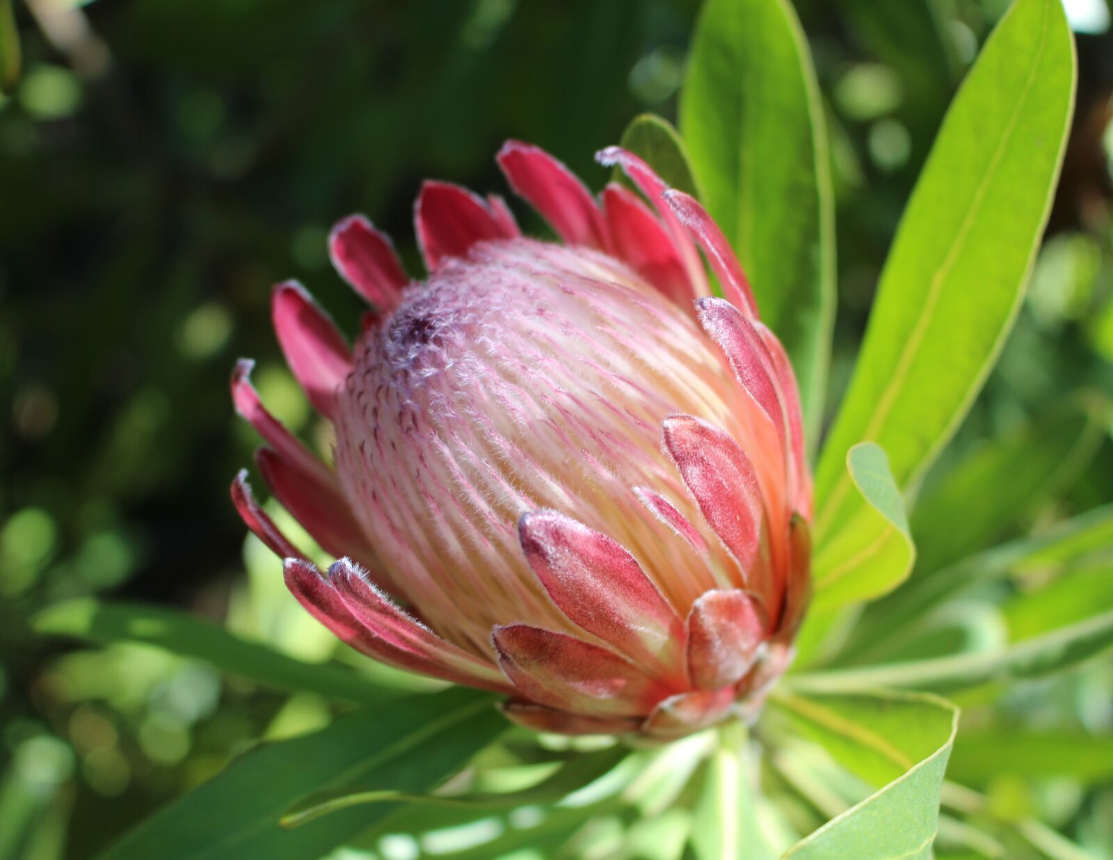 Canon EOS 700D (EOS Rebel T5i / EOS Kiss X7i) sample photo. Protea, flower, red photography